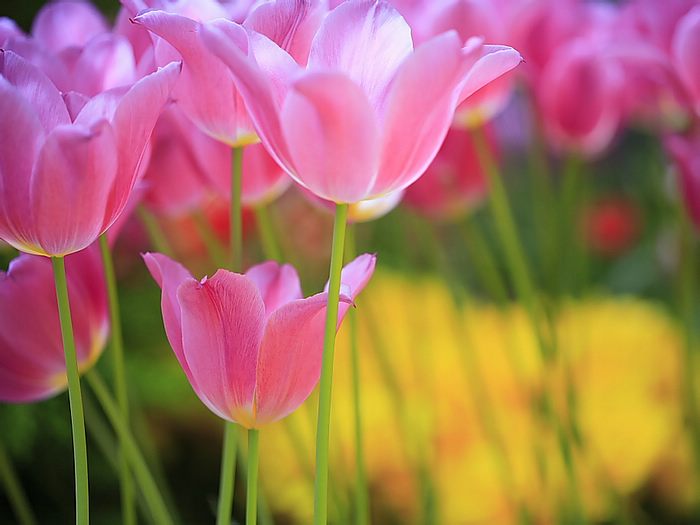Sweet Pink Tulips, Spring Flowers 15 - Wallcoo.net