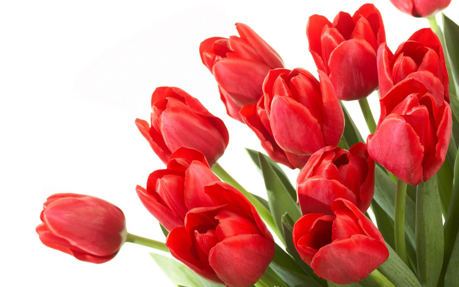 red tulip flowers images and wallpapers Download