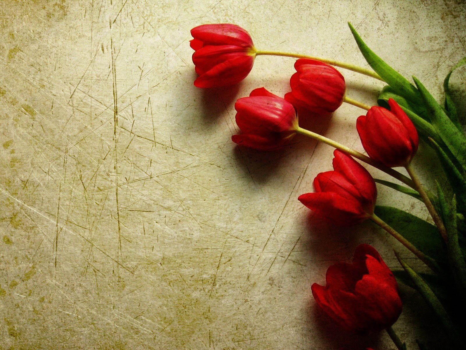 Red tulip flowers images and wallpapers Download