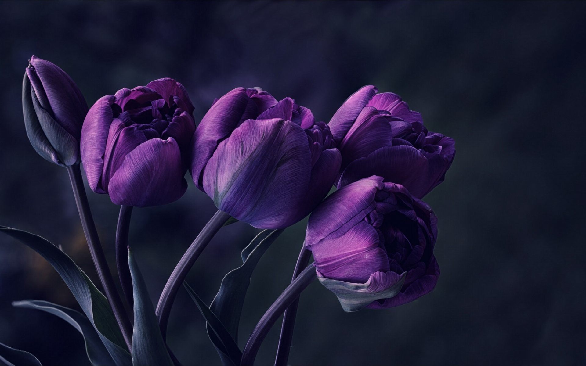 Beautiful Tulips Flower Wallpaper For Desktop, PC & Mobile