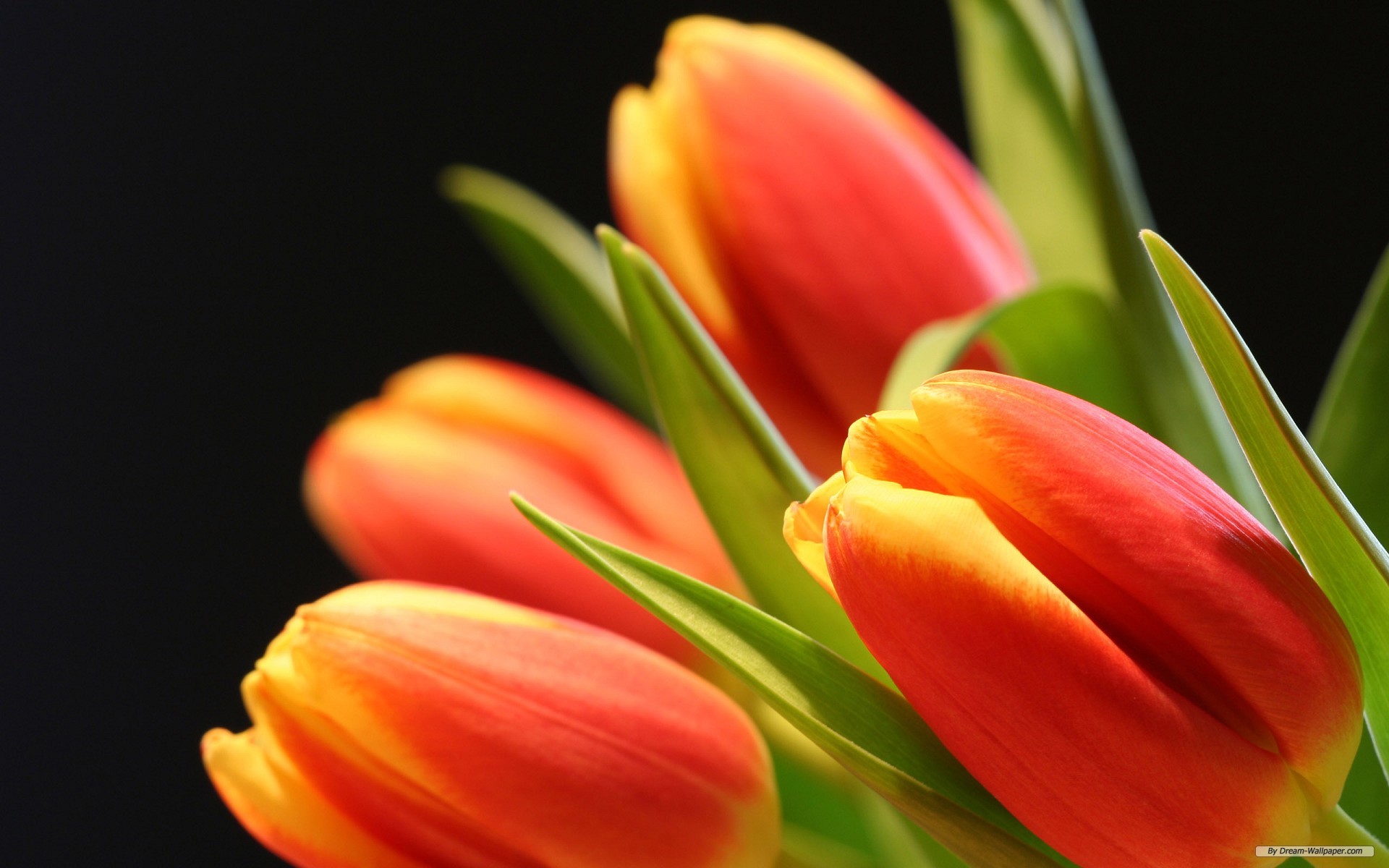tulip-flower-higjh-resolution-wallpapers-