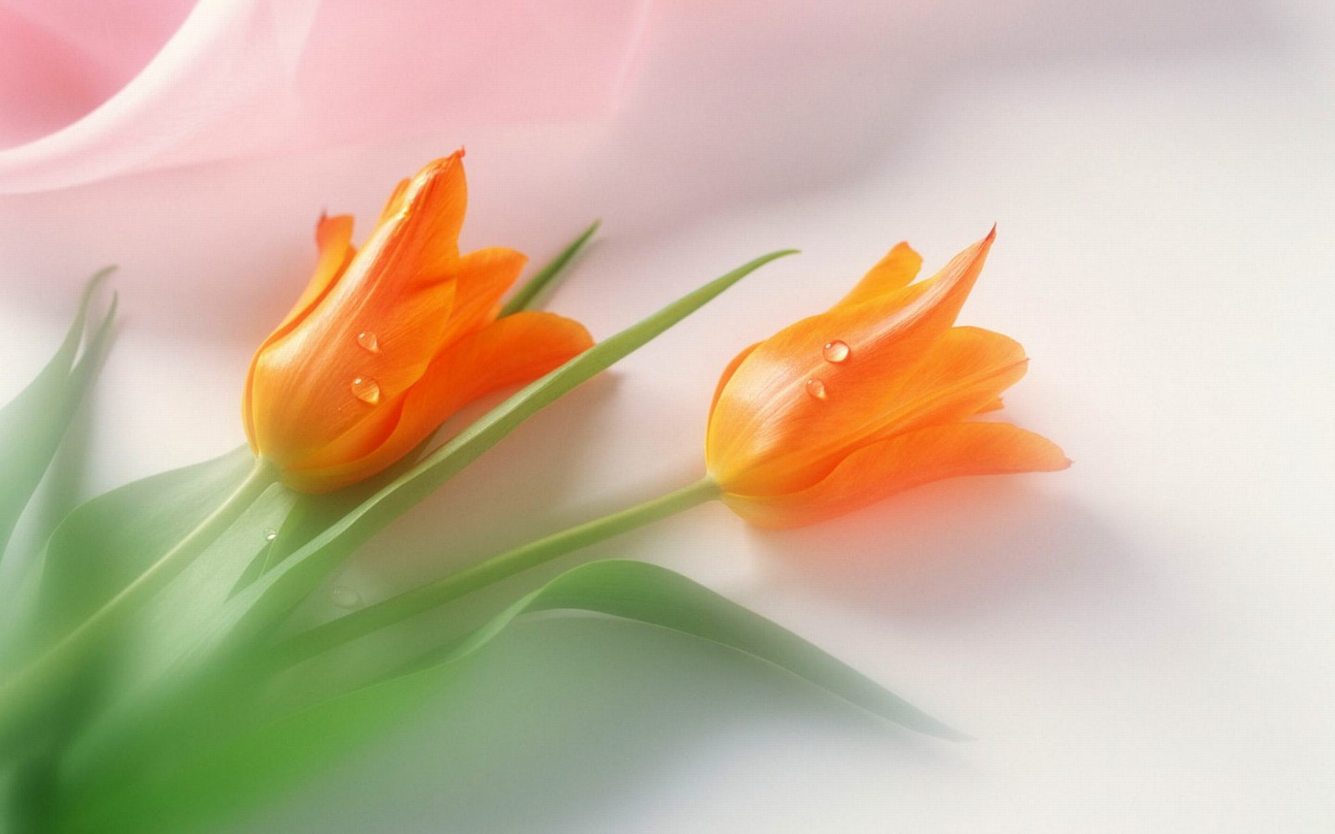 Tulips Flowers Wallpaper For Desktop, Laptop and Mobile
