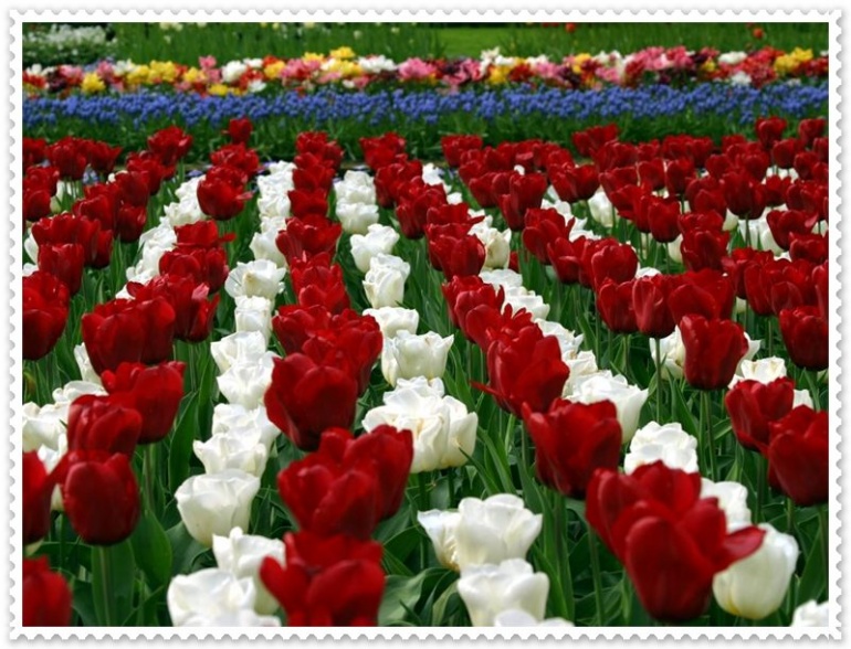 Flower Wallpaper Free: Tulip Flower Wallpaper