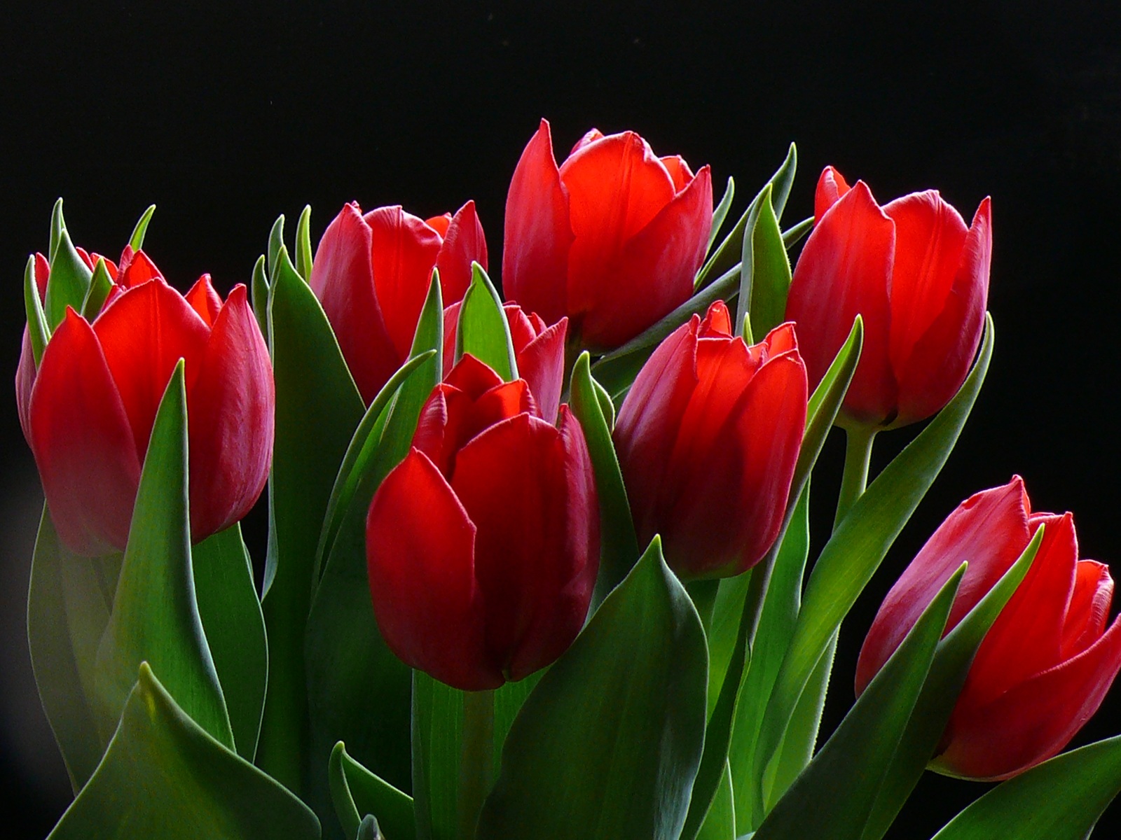 Wallpapers Tulips Flowers Image #71897 Download