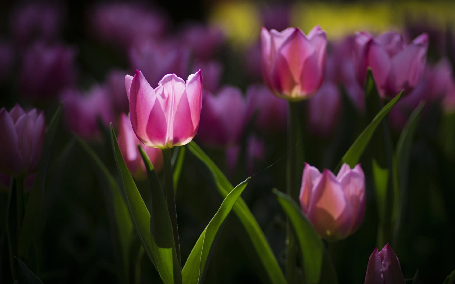 Purple Tulips Flower Wallpaper HD Download For Desktop