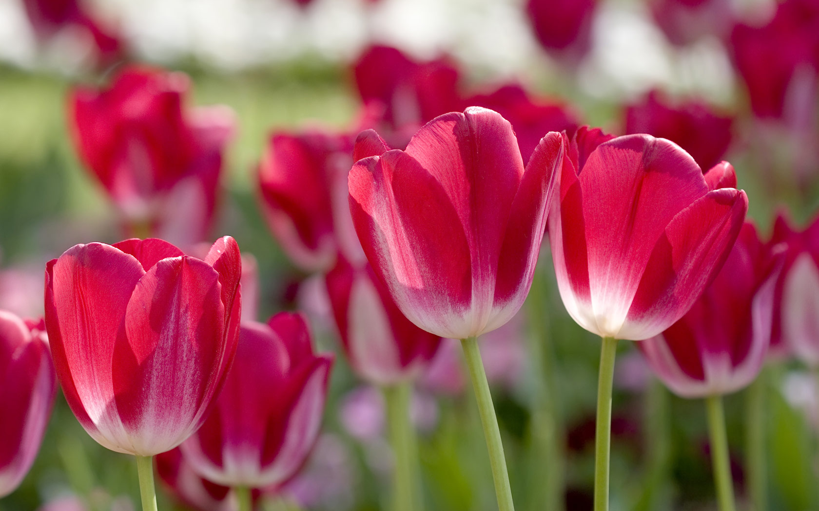 Flowers HD Wallpapers | 4 HD Wallpapers - Part 5