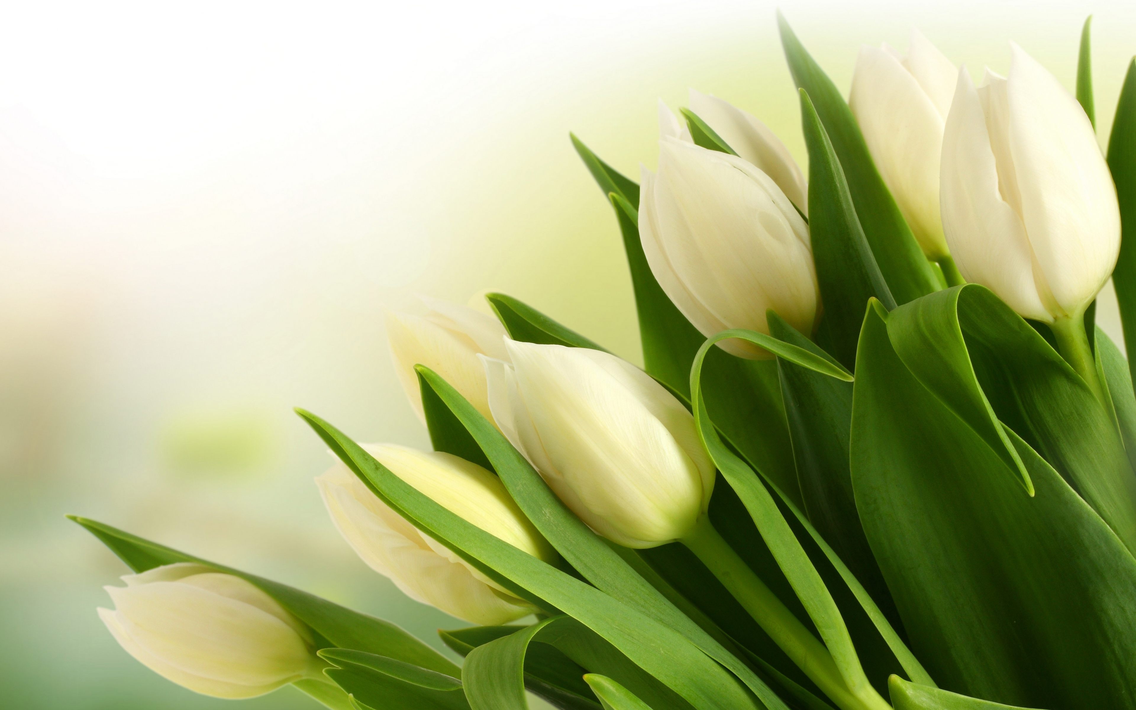 White Tulip Flower Ultra HD Wallpaper Download High Quality