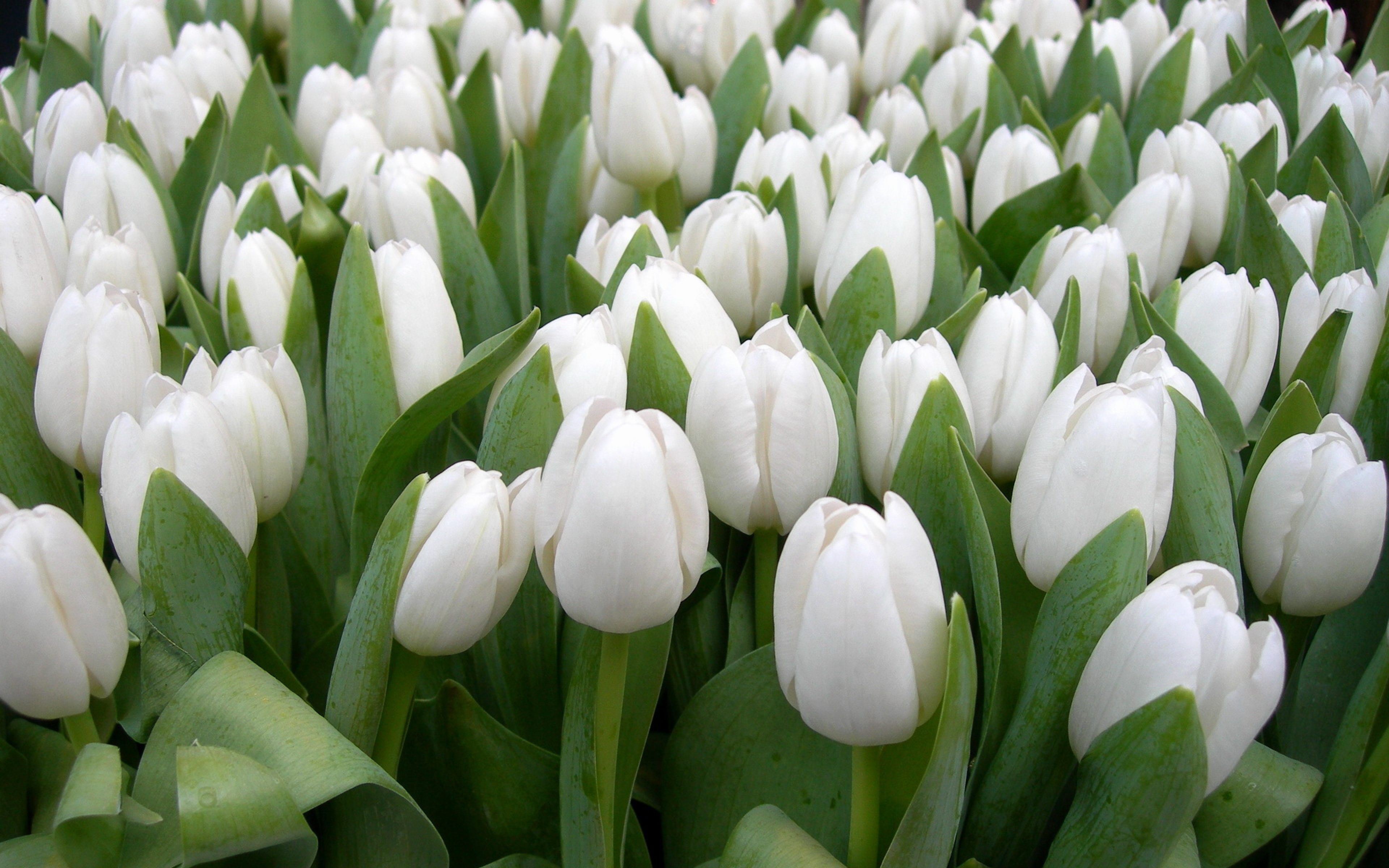 White Tulips Flowers Wallpaper HD For Desktop 4K Resolution