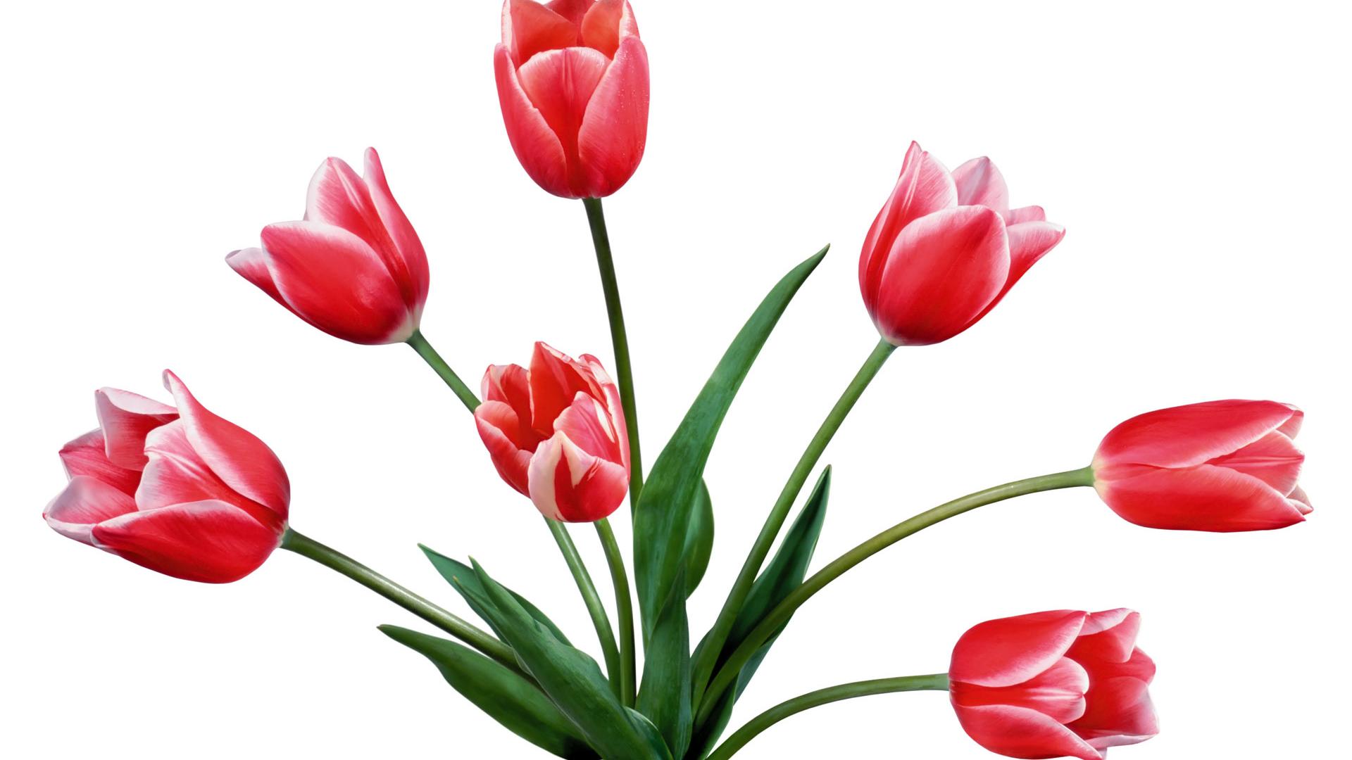 Tulip Flower HD Wallpapers 1280x800px #663033