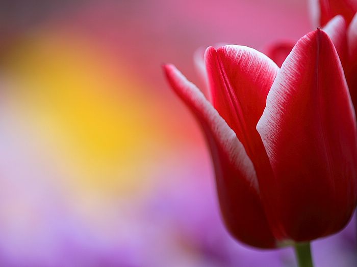 Spring Tulip Garden, Tulip Flower Show - Wallcoo.net
