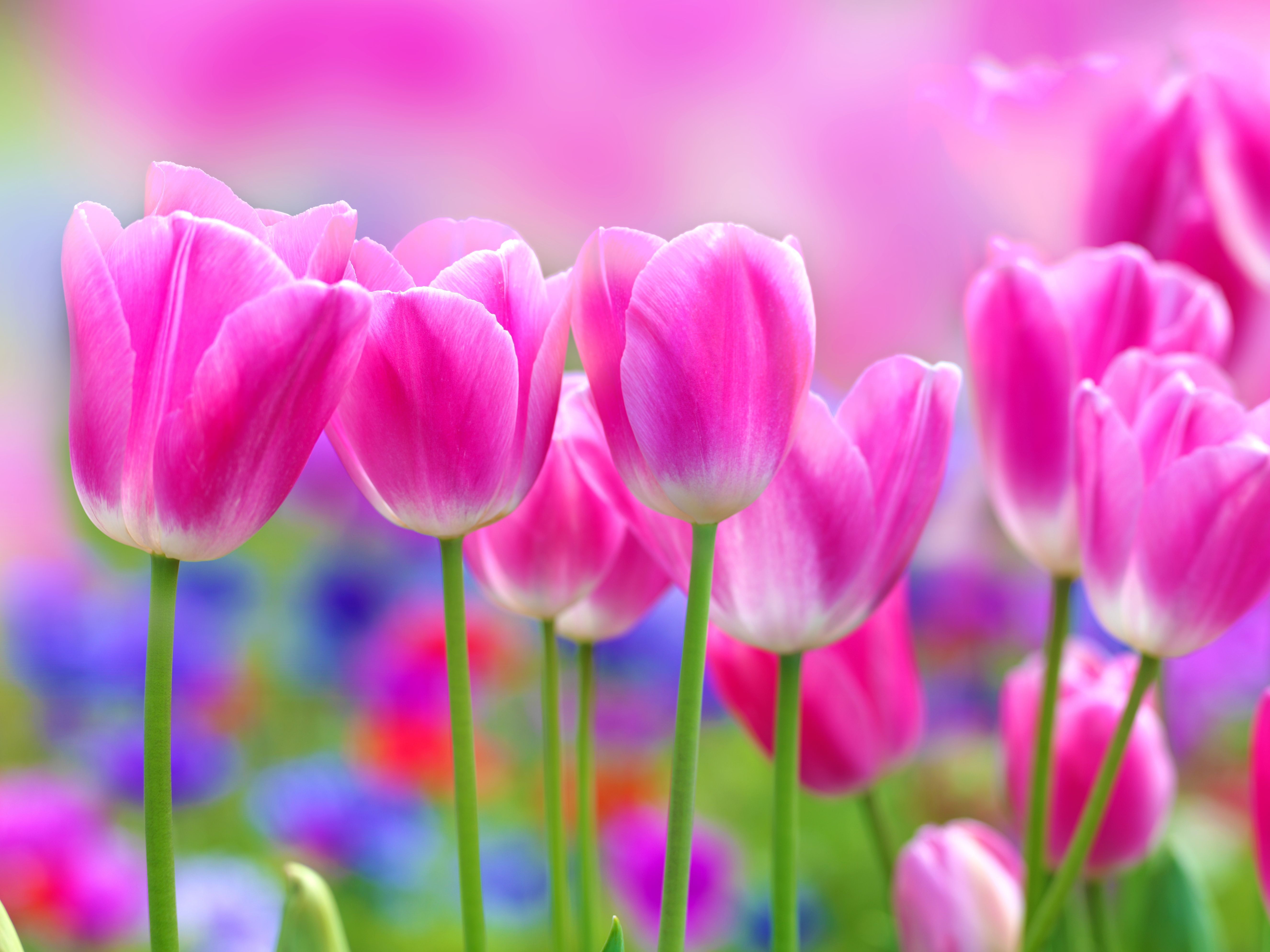 Pink tulips | danasrec.top