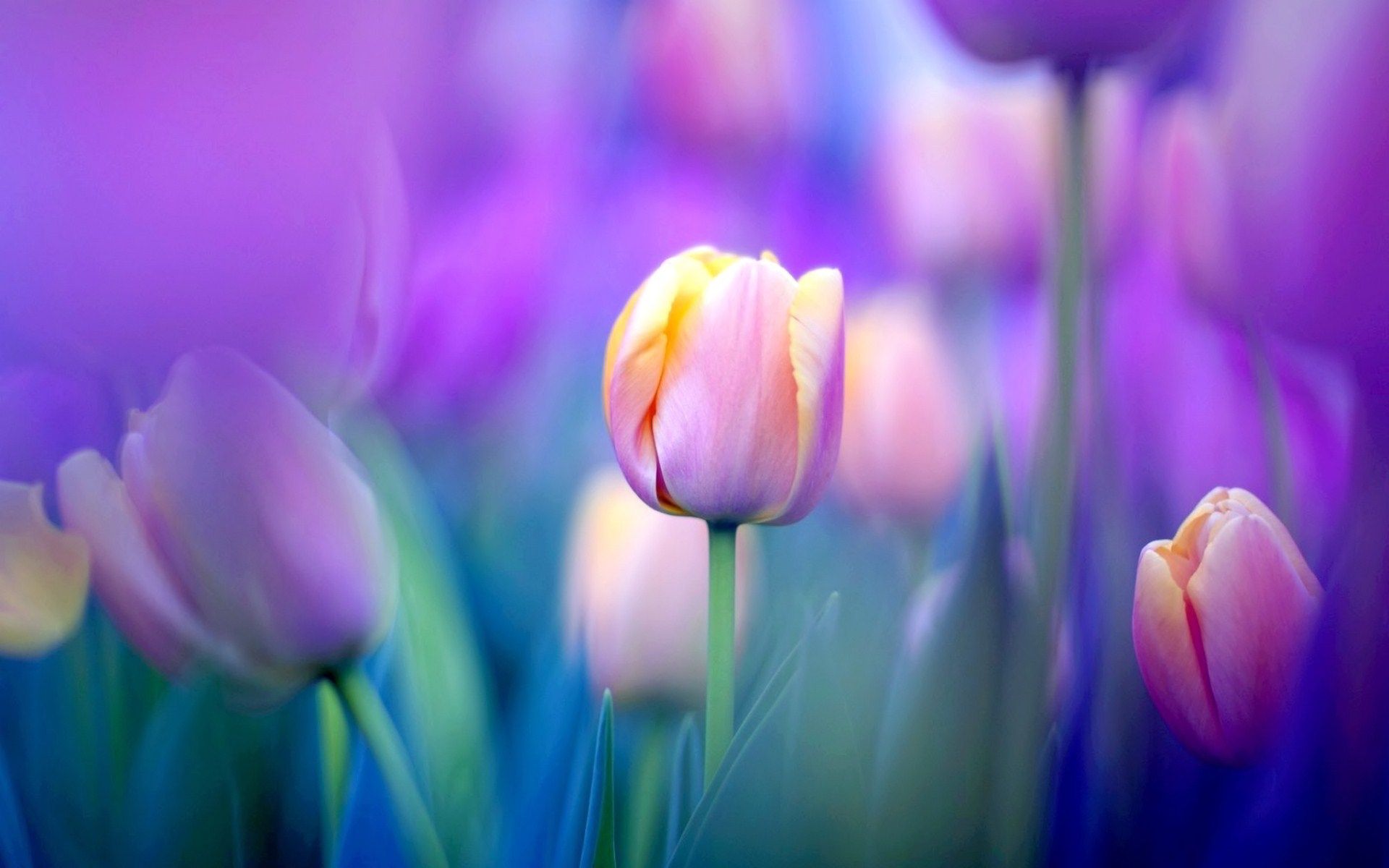 332 Tulip HD Wallpapers | Backgrounds - Wallpaper Abyss