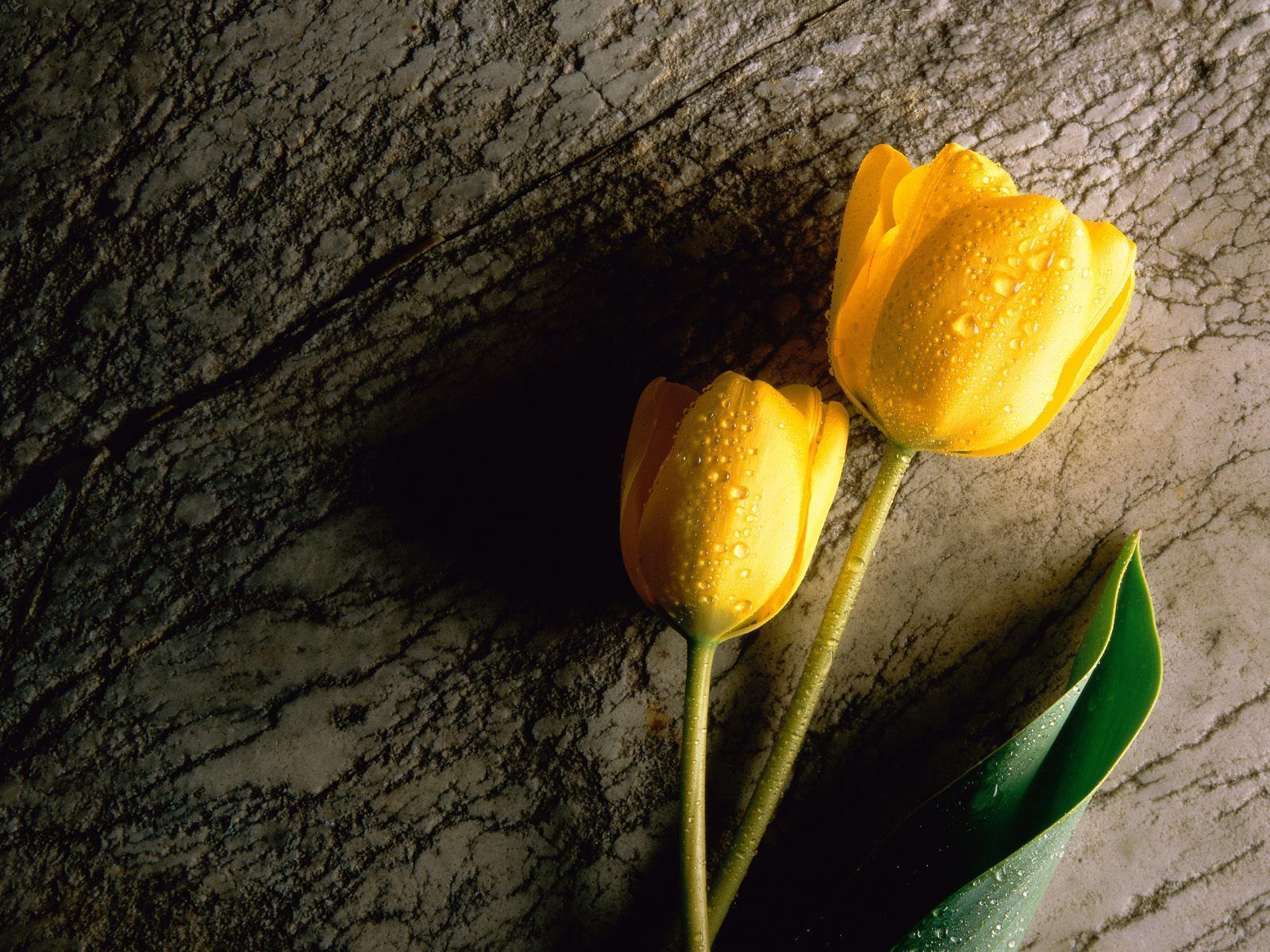 Tulip Flower Desktop Wallpapers | Tulip Flower Pictures | Cool ...