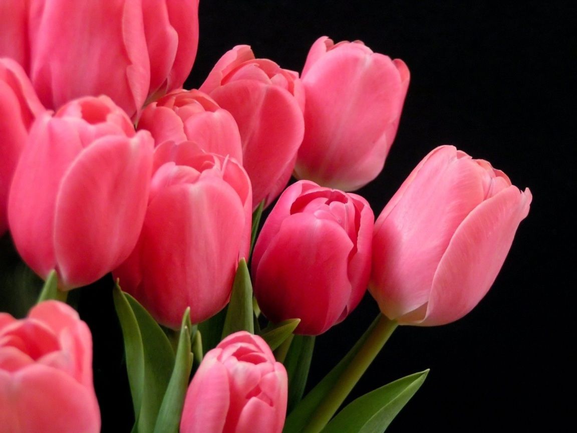 Tulip HD Backgrounds