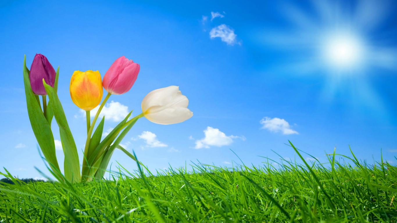 Tulip Wallpaper for Computer | Full HD Pictures