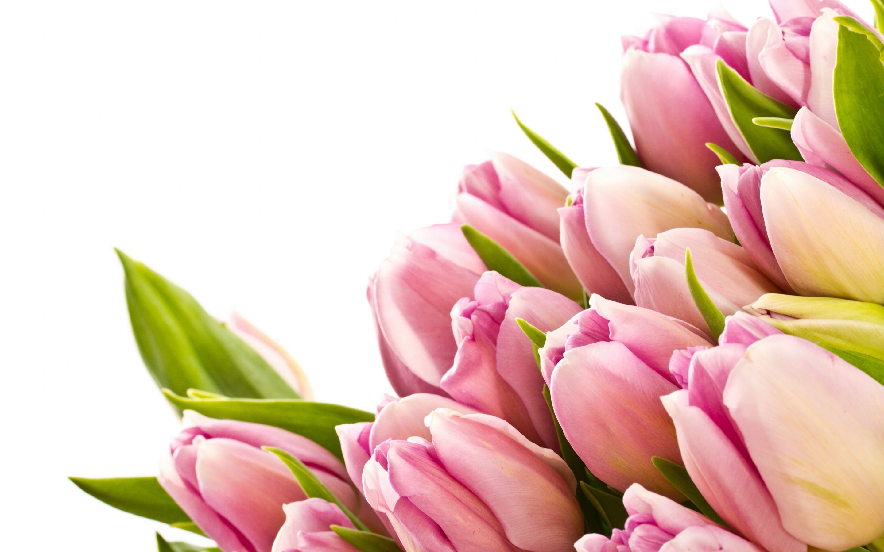 Free Tulips Wallpaper Desktop Picture HD Image