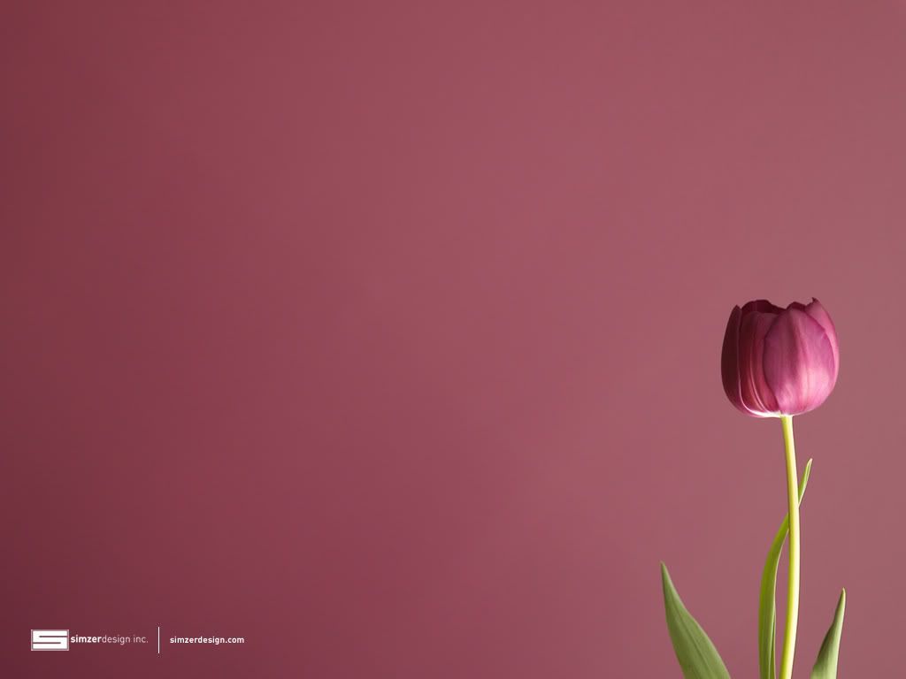 Tulip Wallpaper Tulip Desktop Background Flower