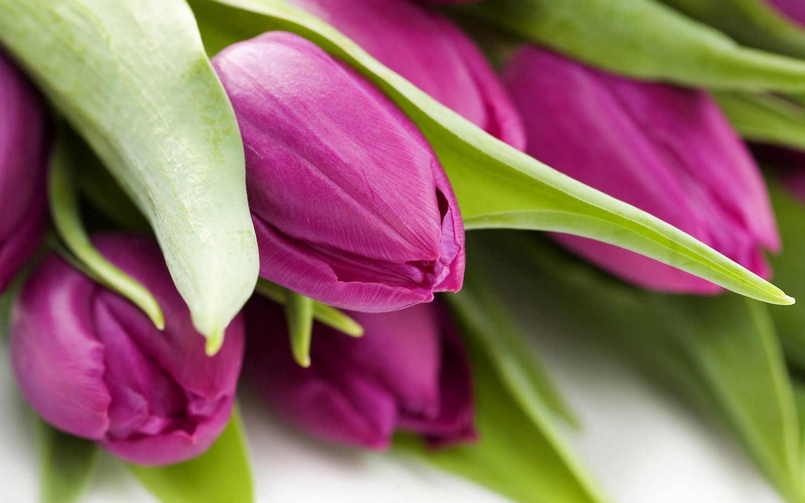 Tulip Flowers HD Wallpapers free download