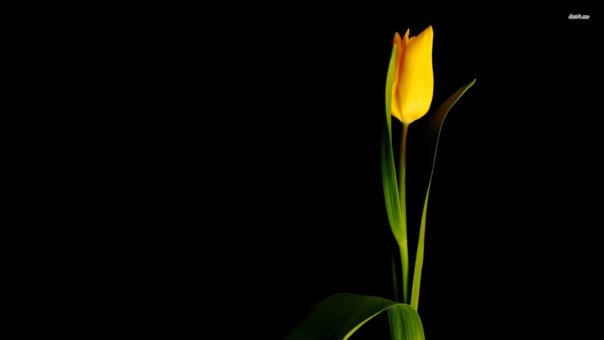 Single yellow tulip wallpaper - Flower wallpapers -
