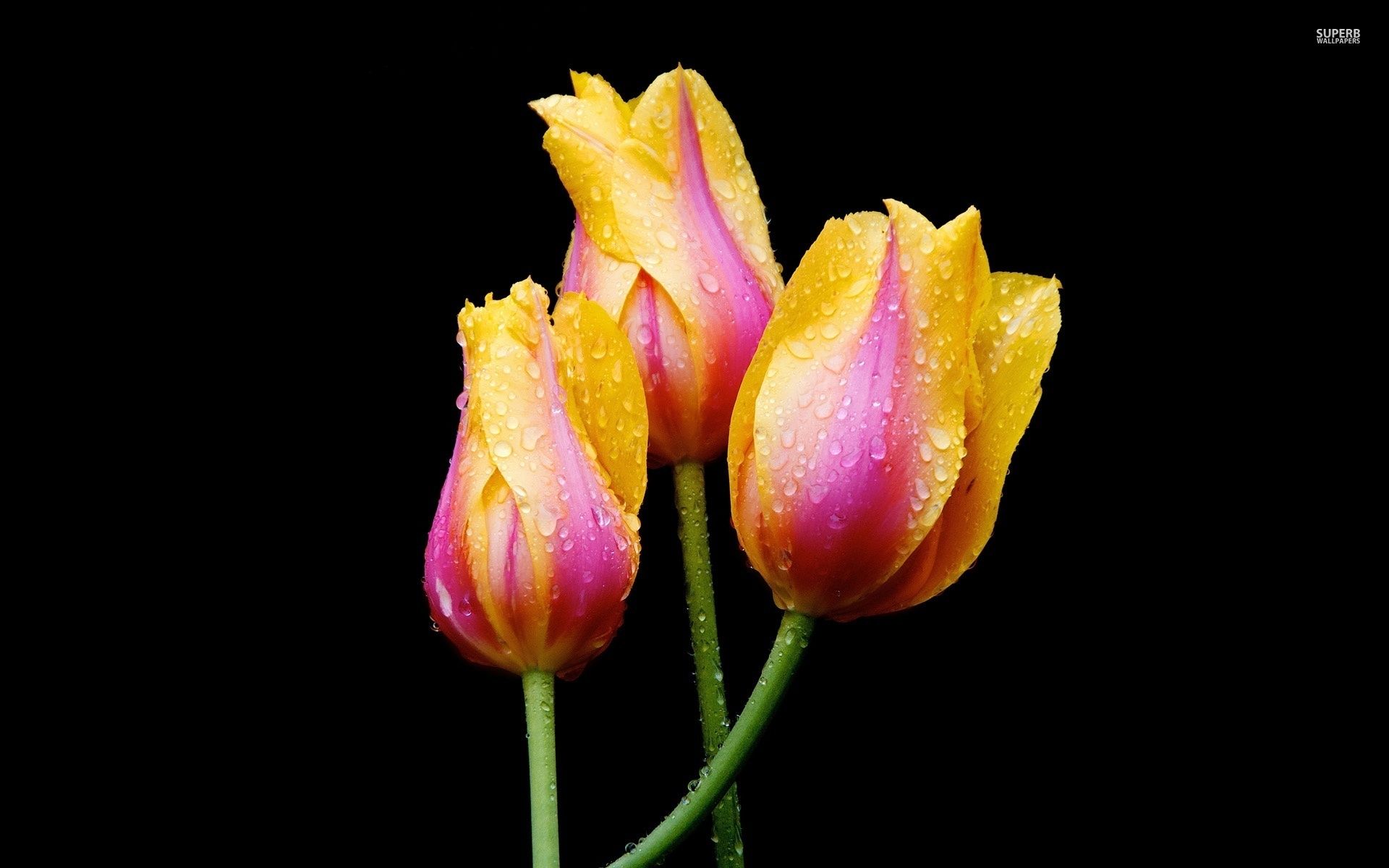 Pink and golden tulips with water drops 50621 1920x1200