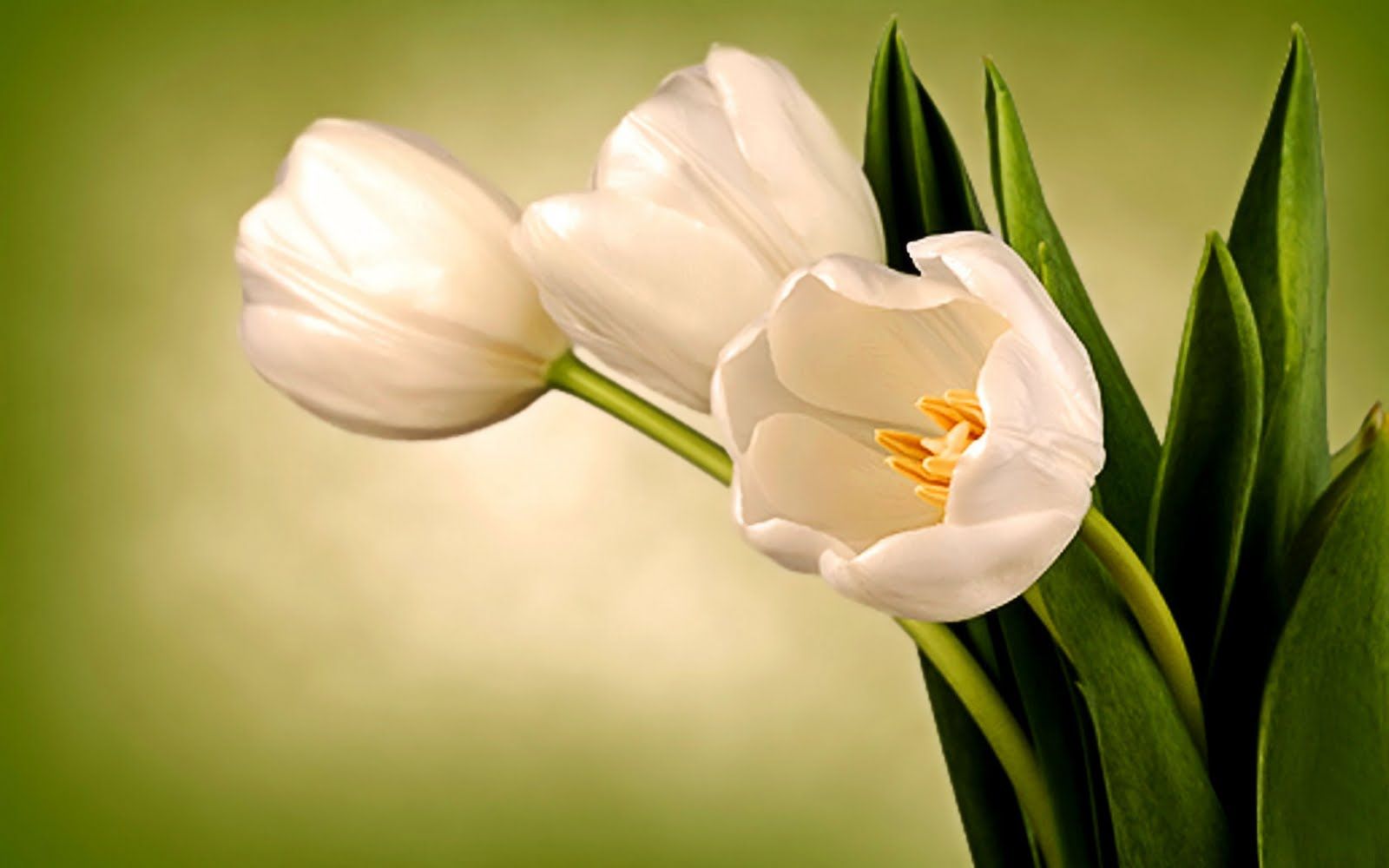 White Tulips Flowers Wallpaper Stem Image Tablet Picture