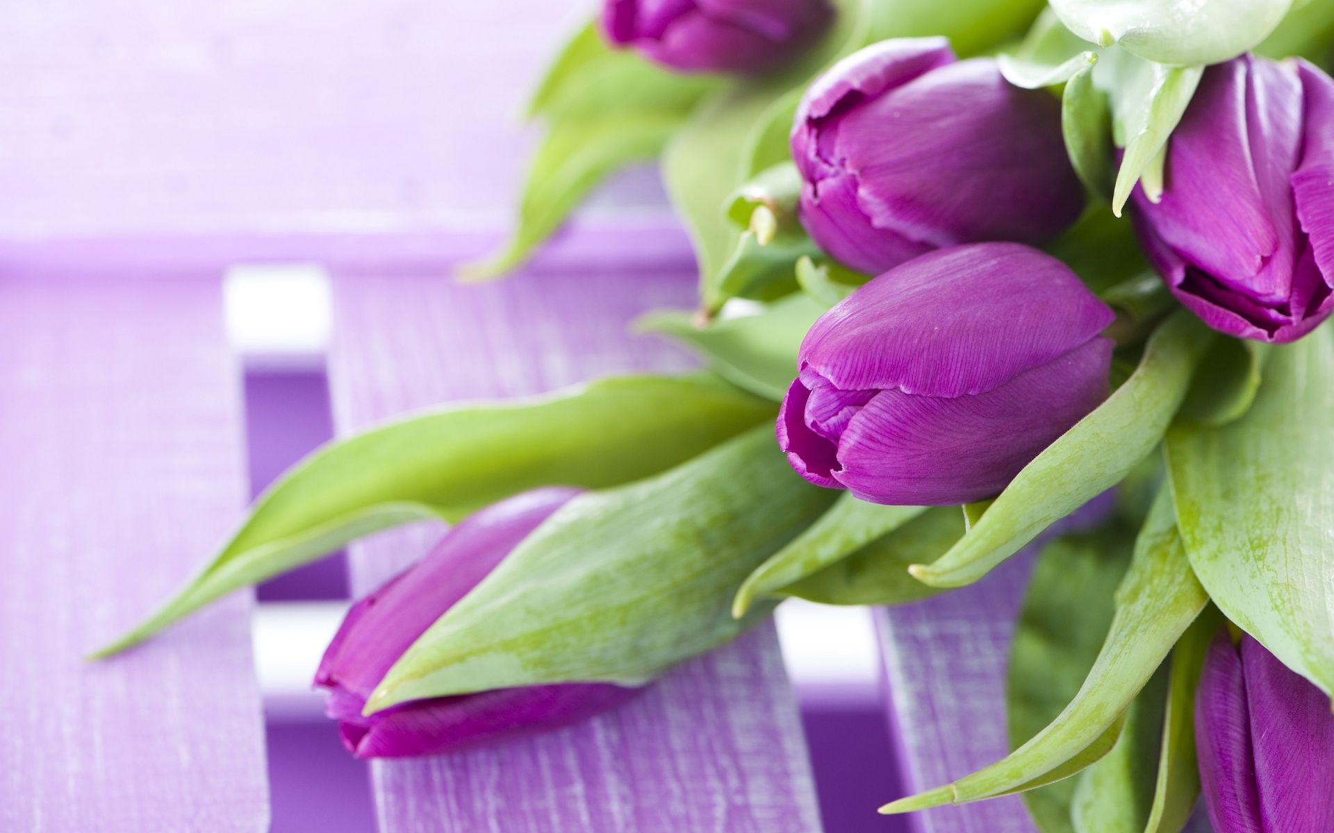 Pictures > purple tulips wallpaper background