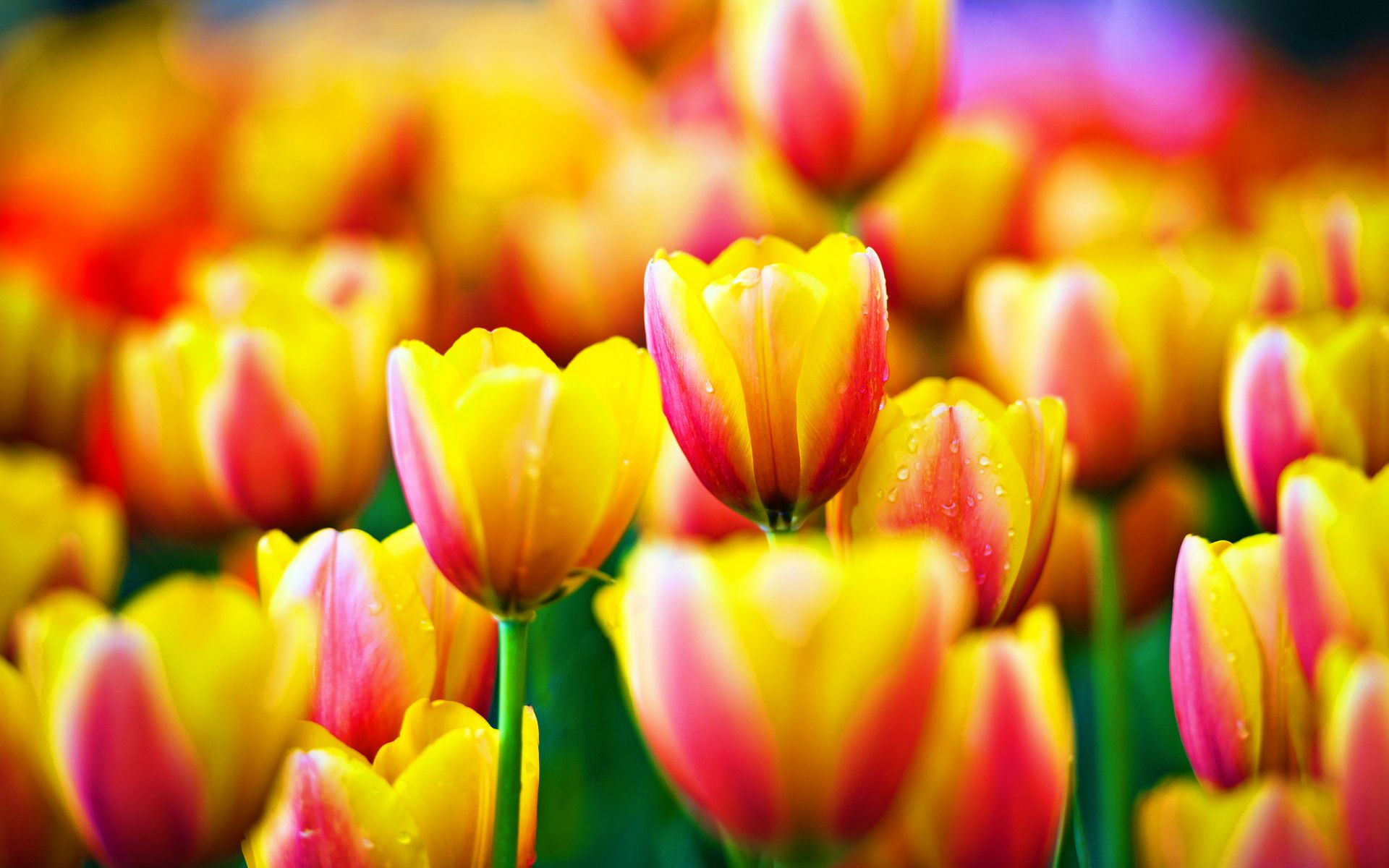 Lovely Tulip Wallpaper Full HD Pictures