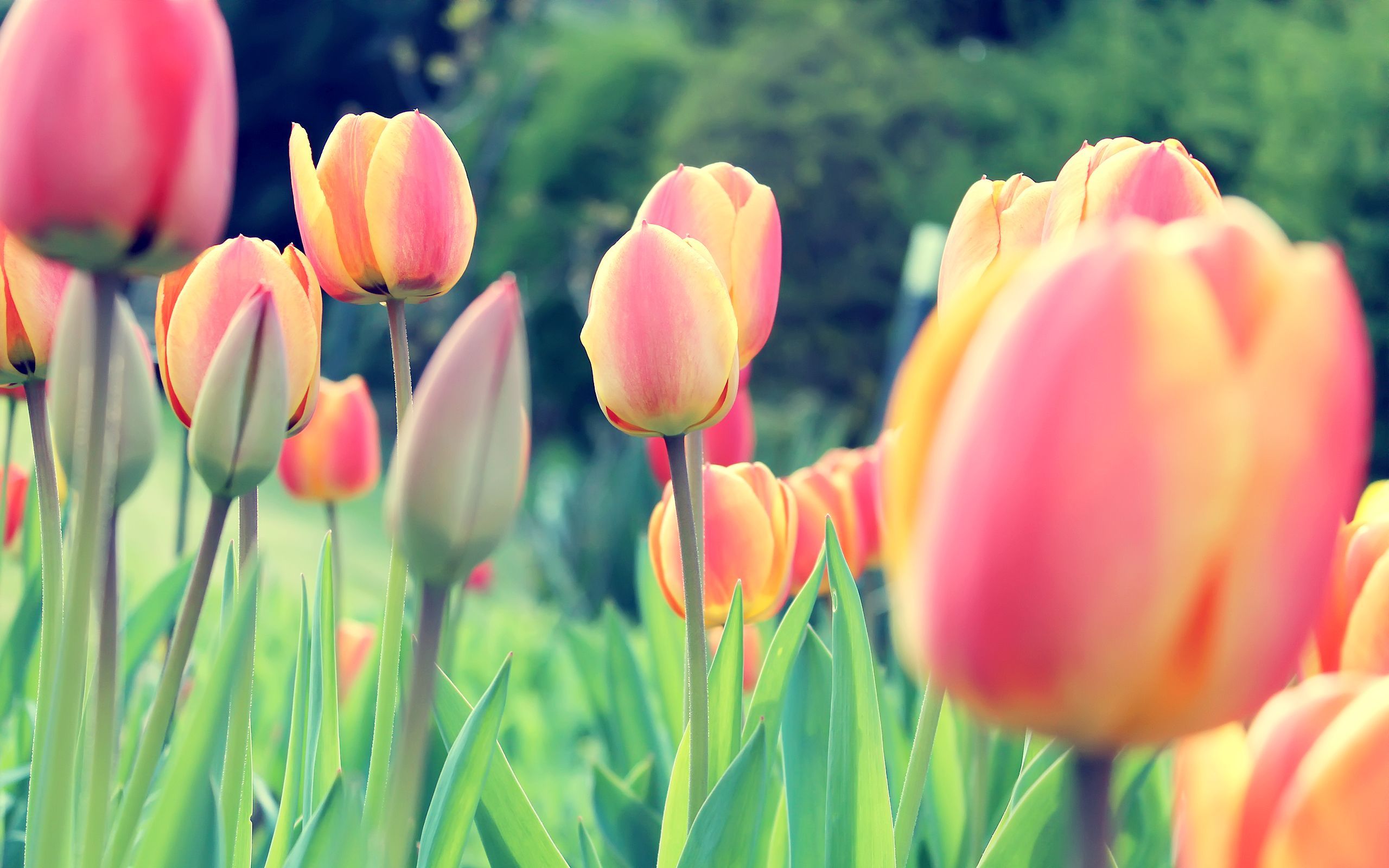 Wallpapers Tagged With TULIPS TULIPS HD Wallpapers