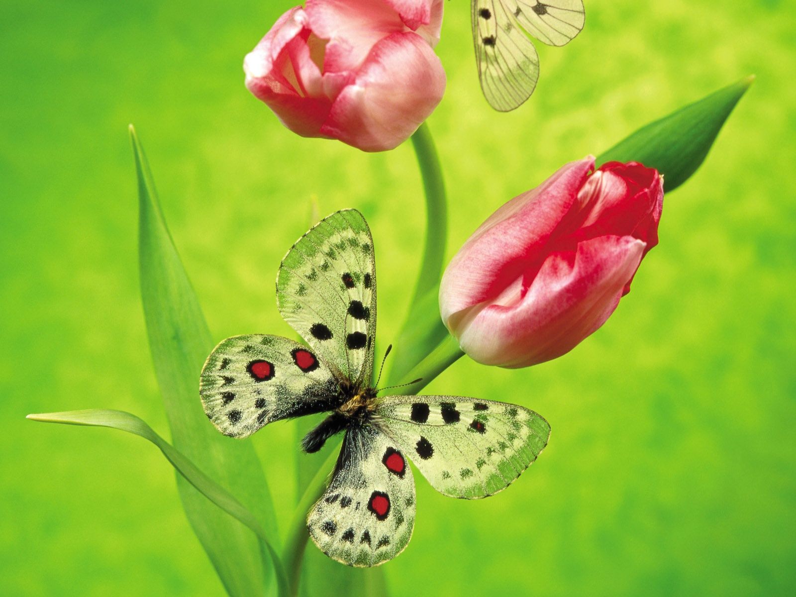 Butterfly on a tulip Wallpapers | HD Wallpapers