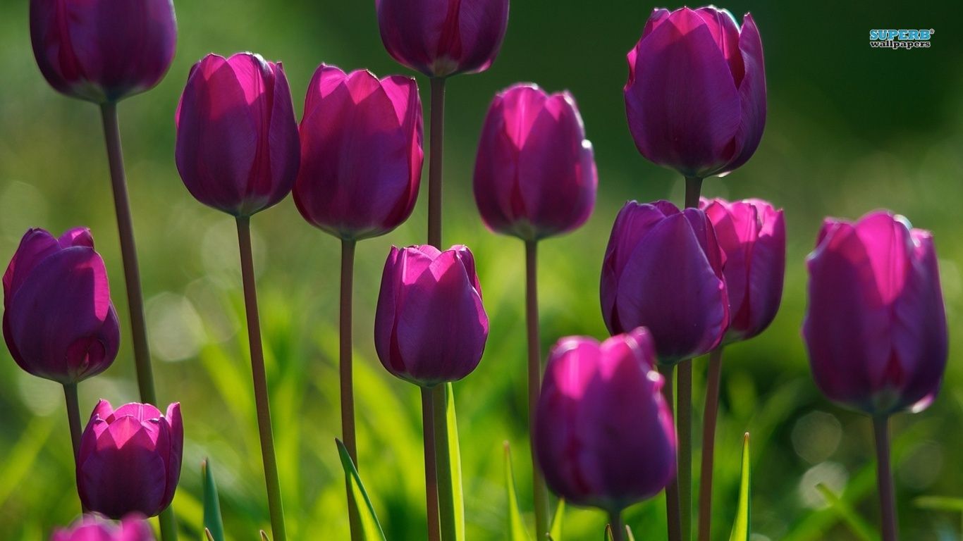 Purple tulips wallpaper - Flower wallpapers - #5869