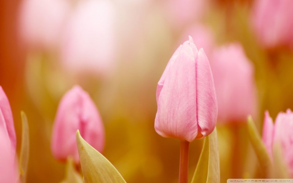 Pink Tulip HD desktop wallpaper : High Definition : Fullscreen ...