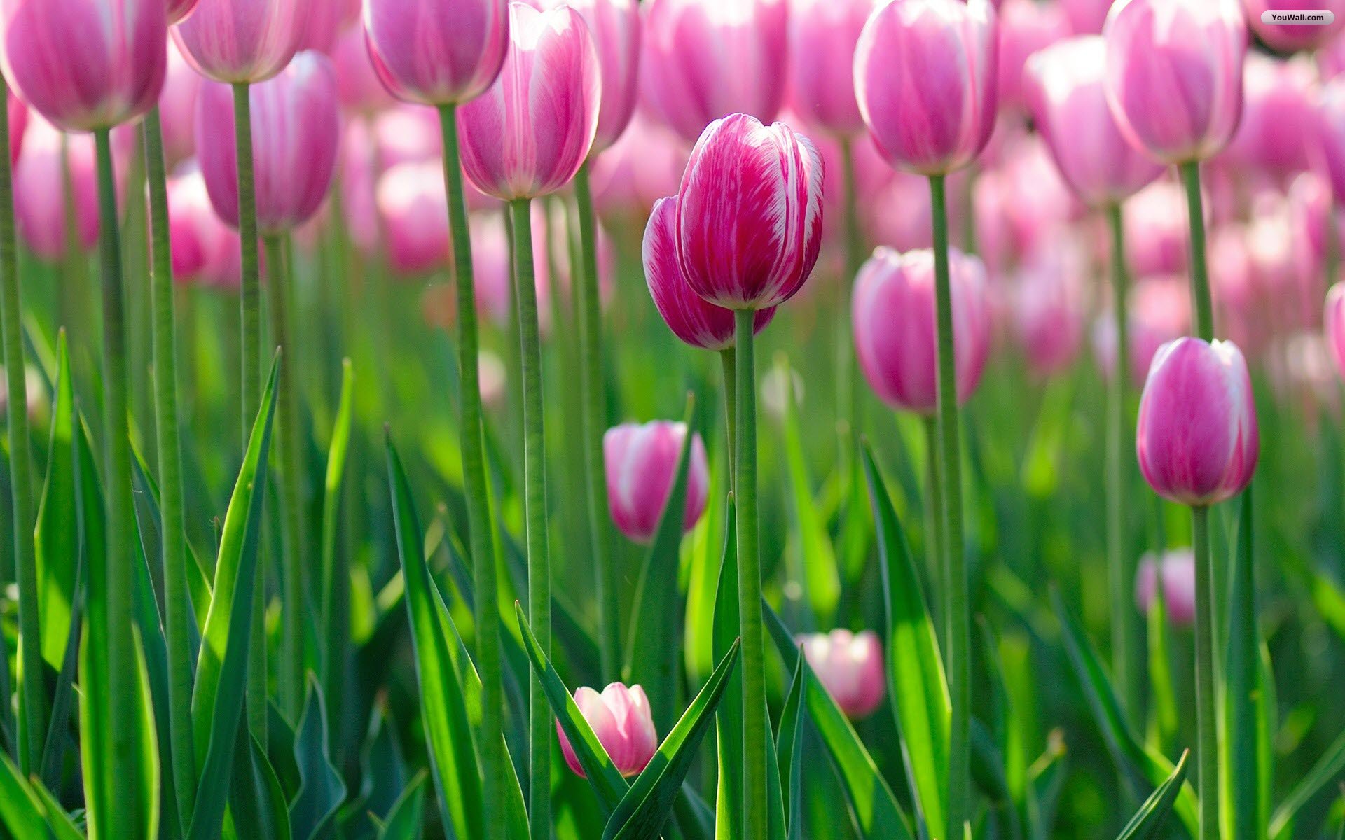 YouWall - Pink Tulips Wallpaper - wallpaper,wallpapers,free ...