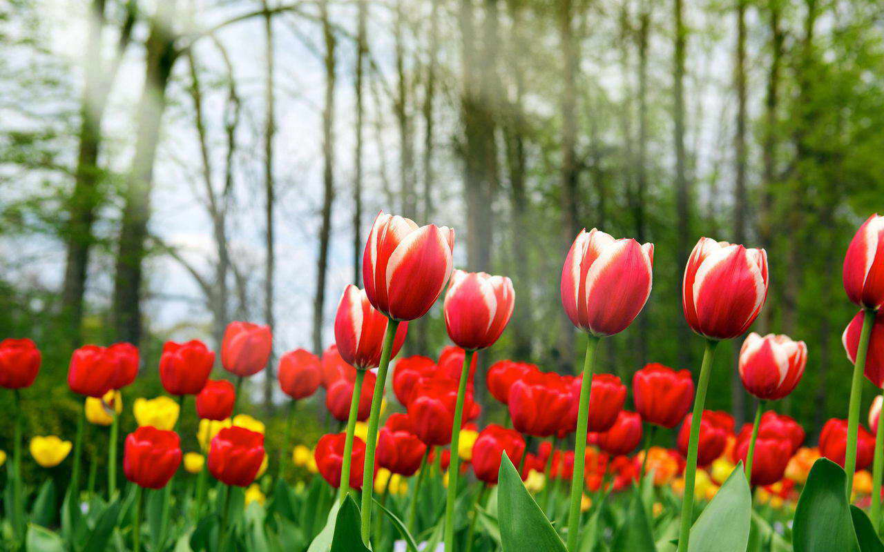 10 Tulips Flower Wallpaper For Your Desktop Background ...