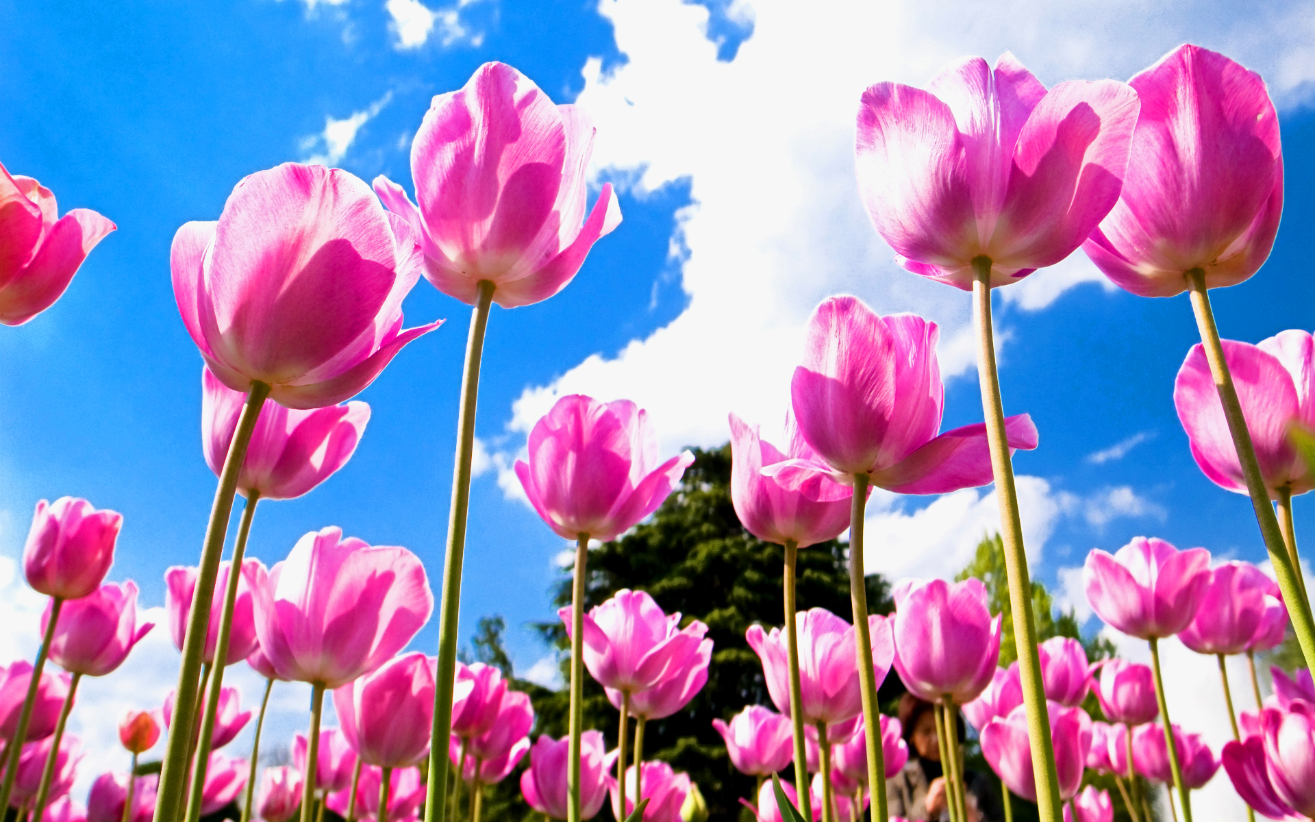 Tulip Flowers Wallpaper Wallpapers, Backgrounds, Images, Art Photos
