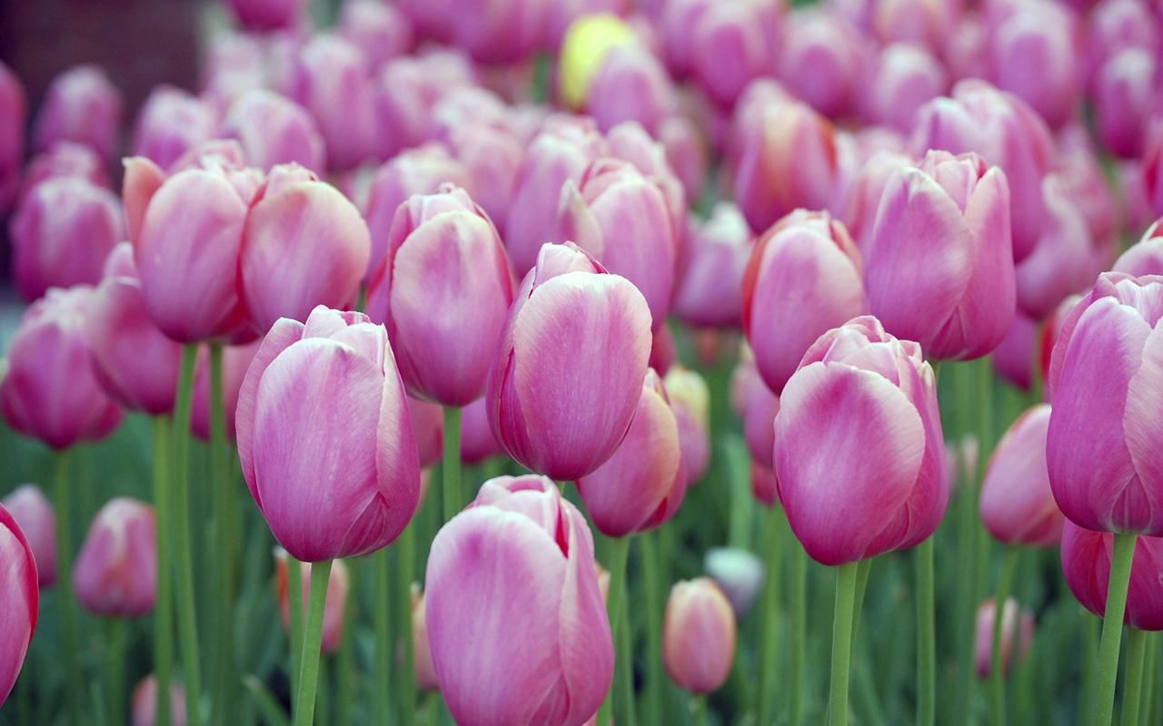 Pink Tulips | Sky HD Wallpaper