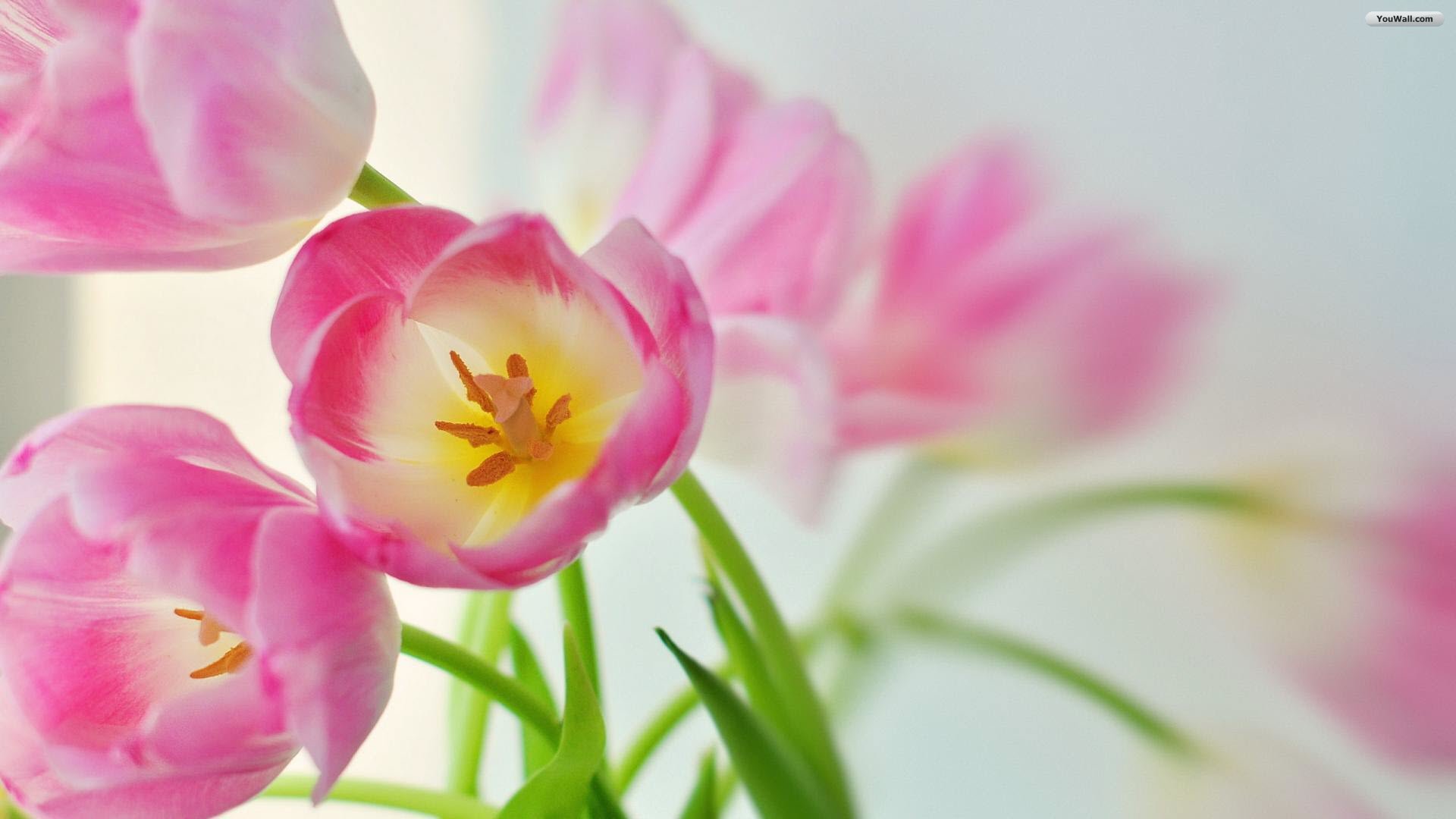 Tulips Wallpapers for Computer Desktop Full HD Pictures