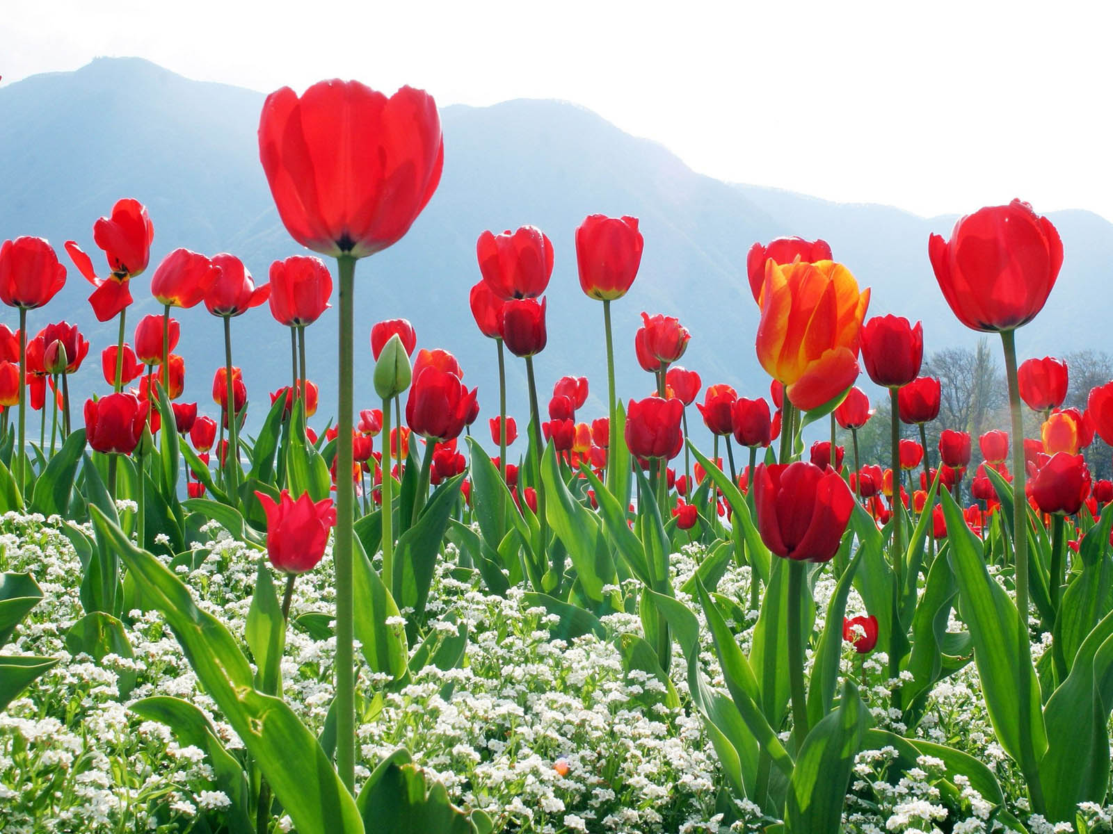 Wallpapers Red Tulips Backgrounds