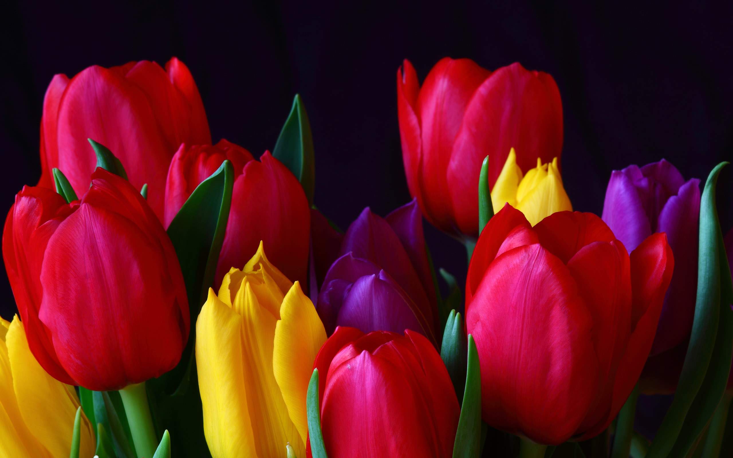 Tulip Flower Desktop Wallpapers Toptenpack.com