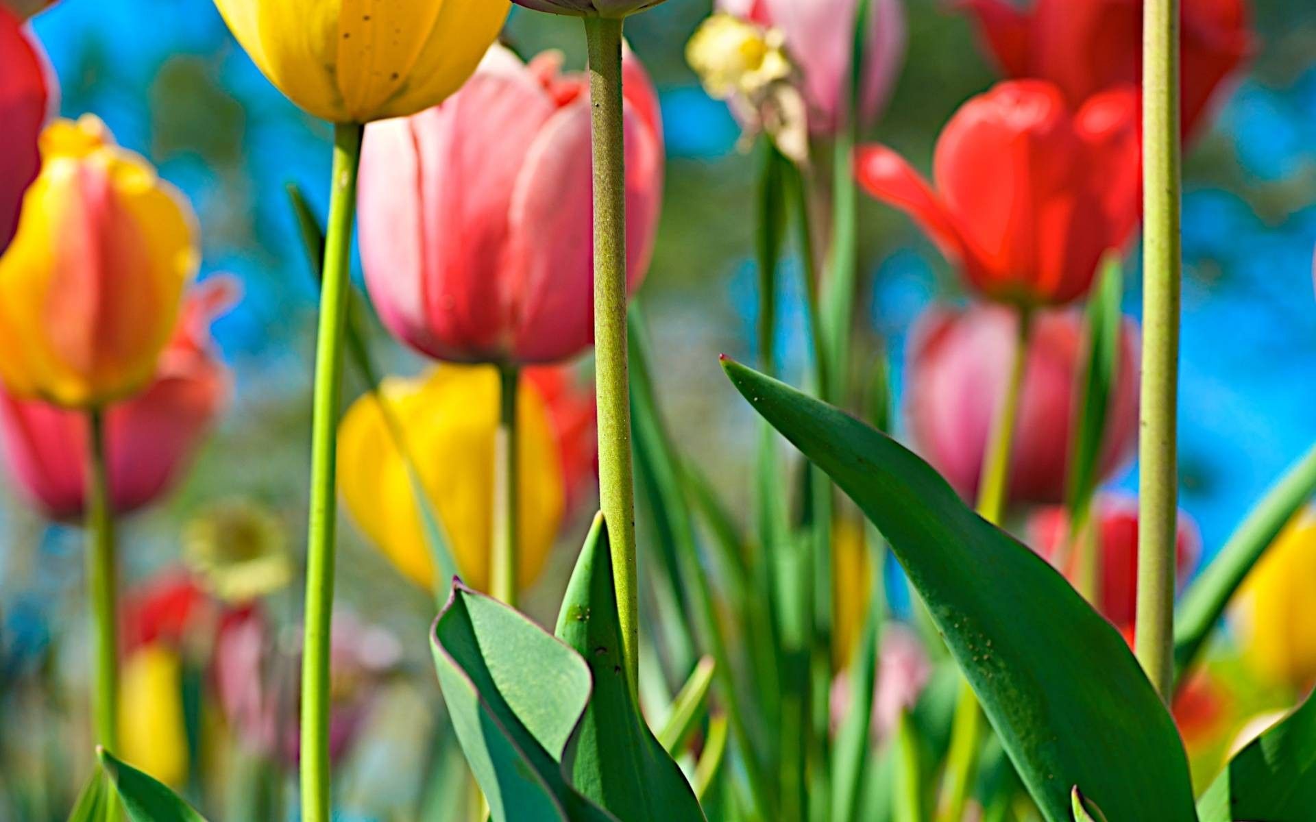 Tulips wallpapers — Free Full HD Wallpaper. Widescreen HQ Desktop ...