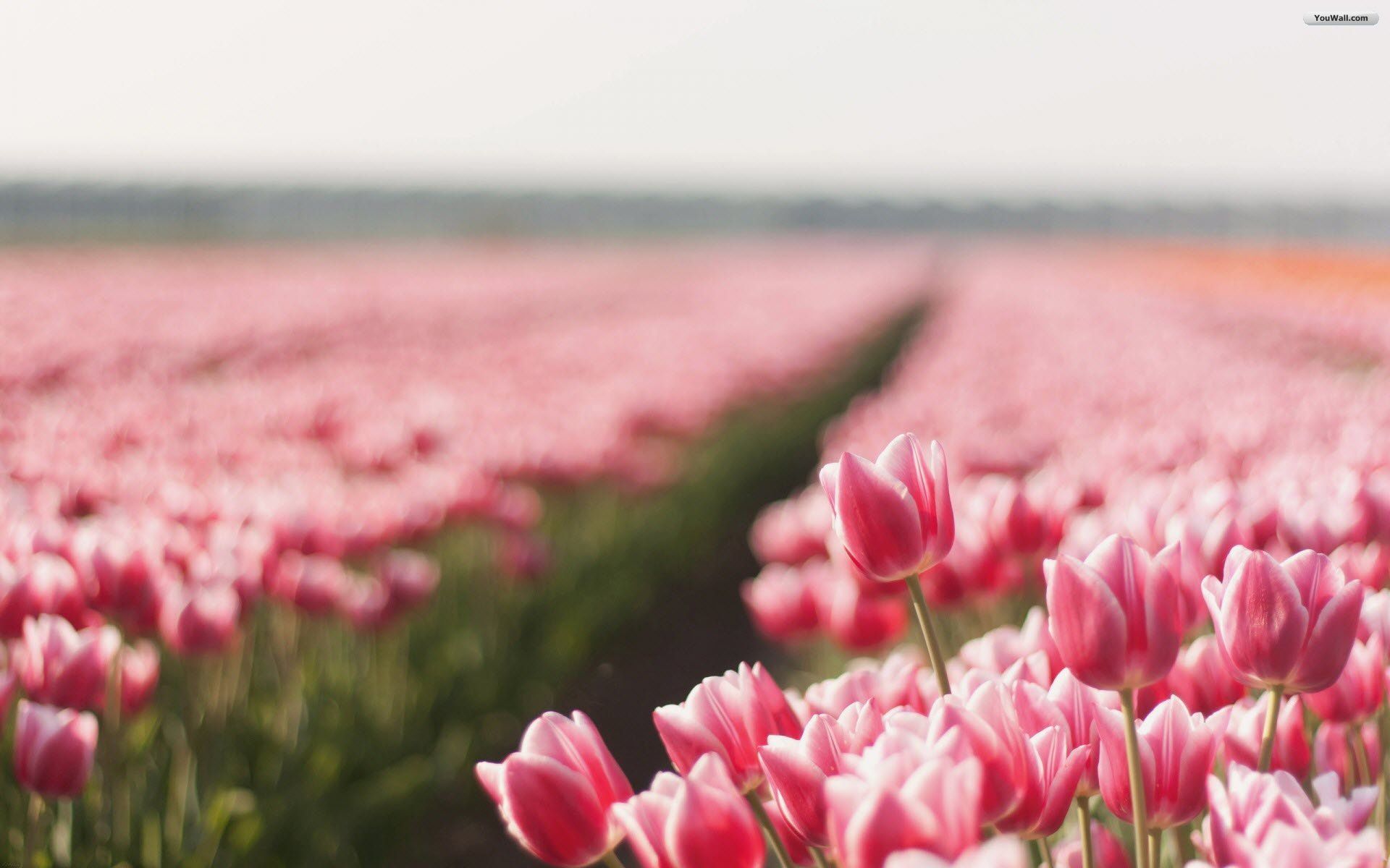 YouWall - Pink Tulips Field Wallpaper - wallpaper,wallpapers,free ...