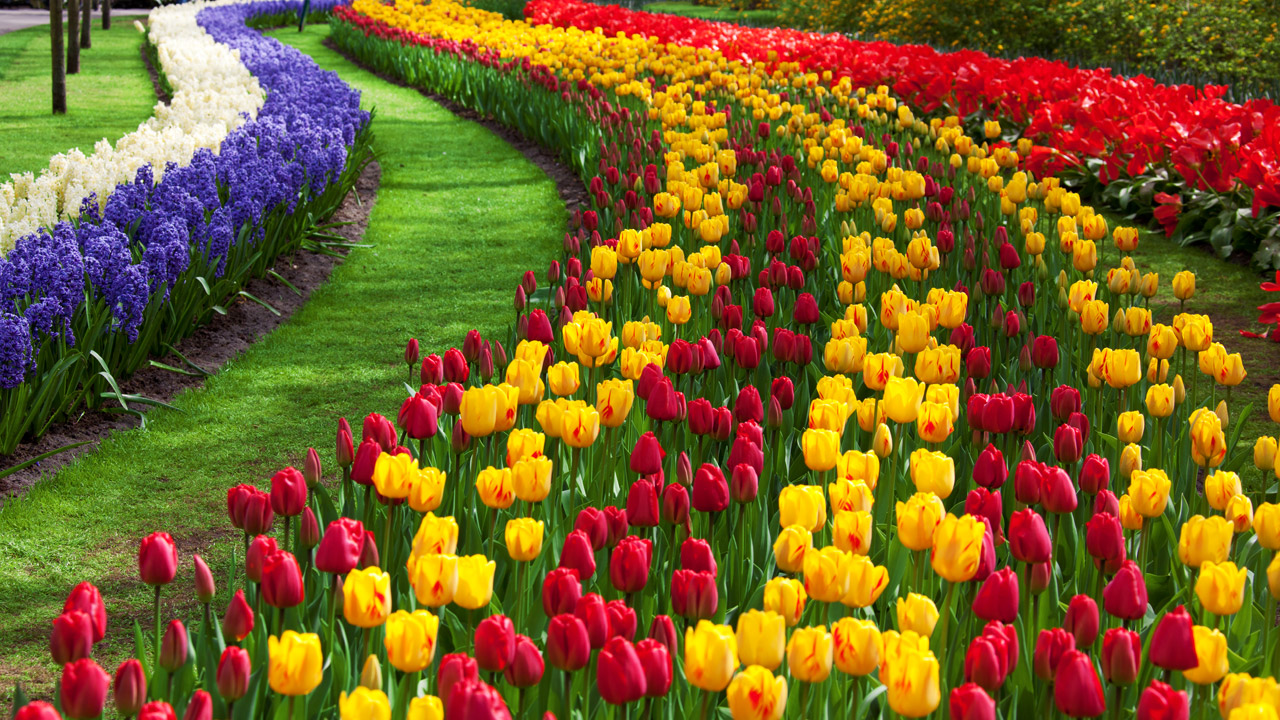 Colorful Tulips HD Wallpapers Sky HD Wallpaper
