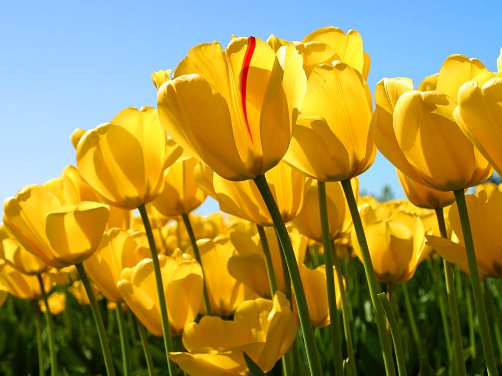 Yellow Tulips Desktop Background id: 2546 - 7HDWallpapers