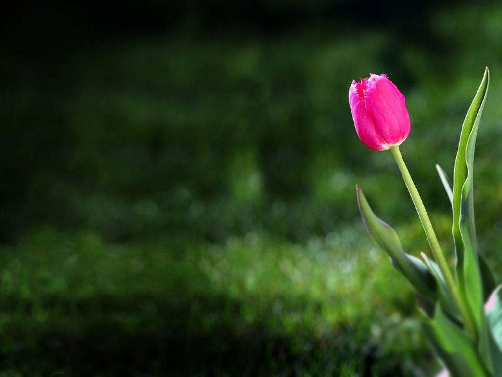 10 Tulips Flower Wallpaper For Your Desktop Background ...
