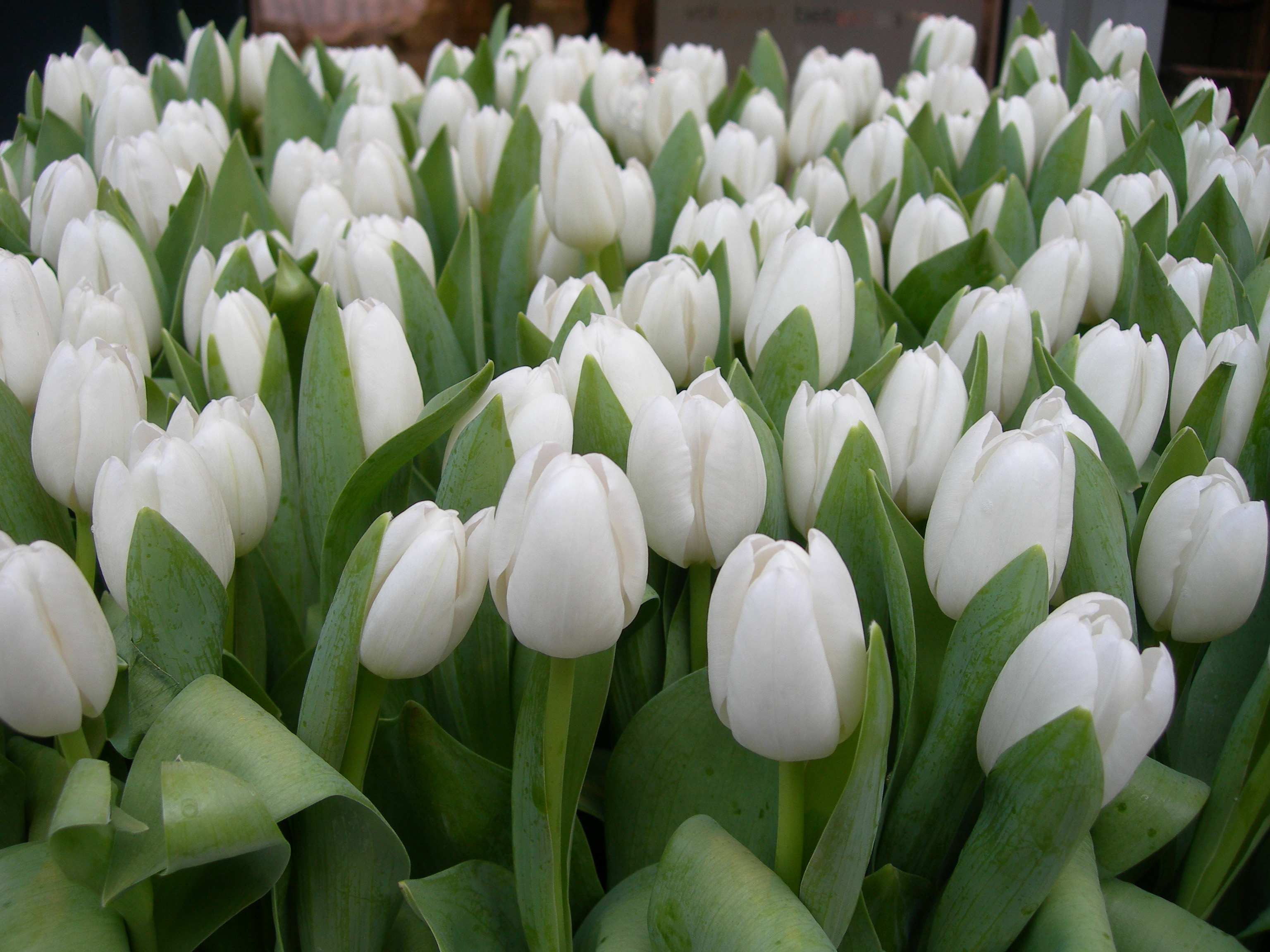 Wallpapers White Flowers Land Of Tulips Free Desktop 3072x2304 ...