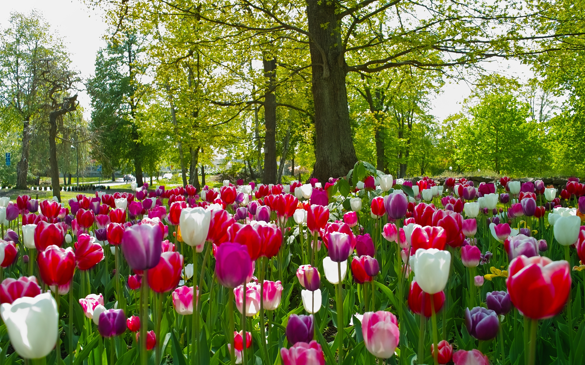 Lawn tulips in the park HD Desktop Wallpaper | HD Desktop Wallpaper