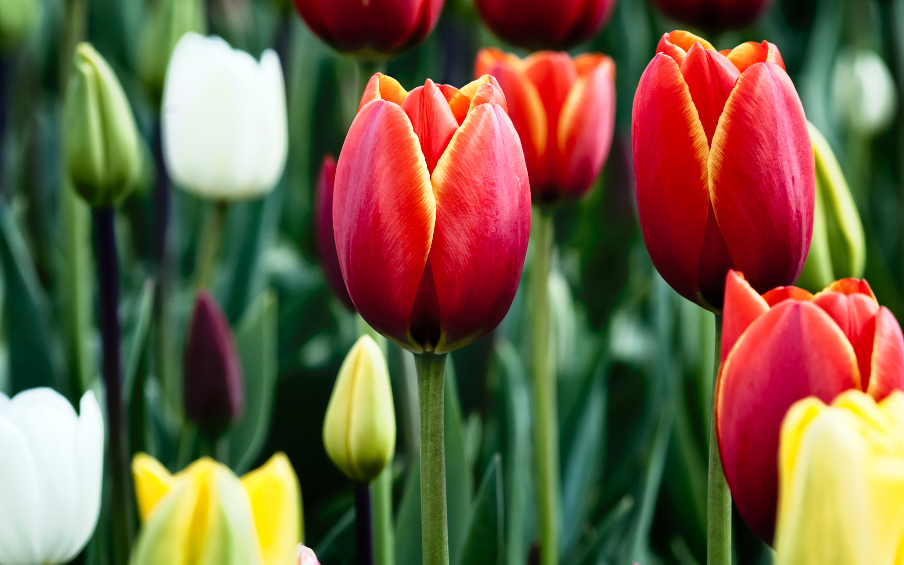 Tulips in bloom -AtozWallpaper