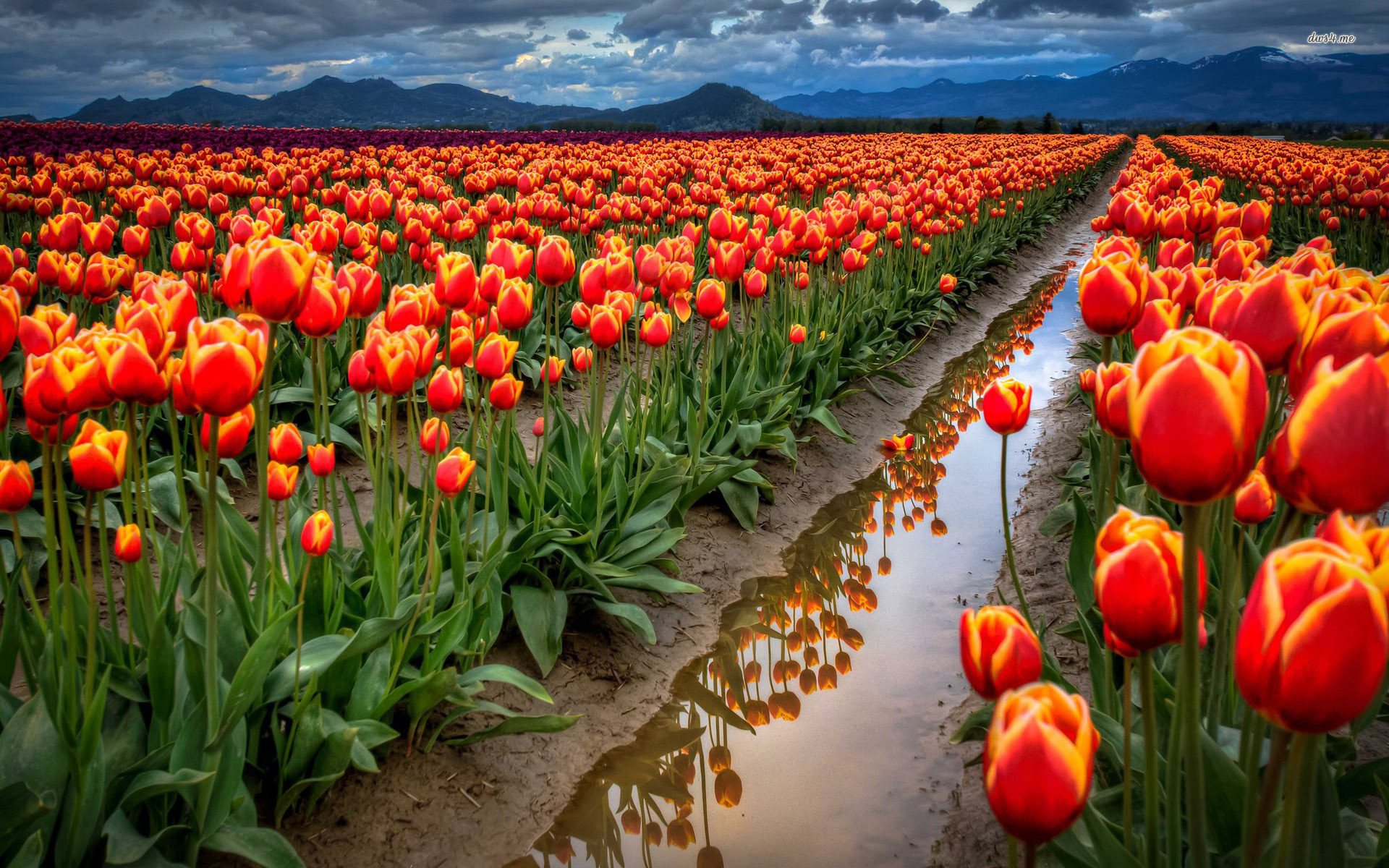 Tulip Flower Desktop Wallpapers Tulip Flower Pictures | How to ...