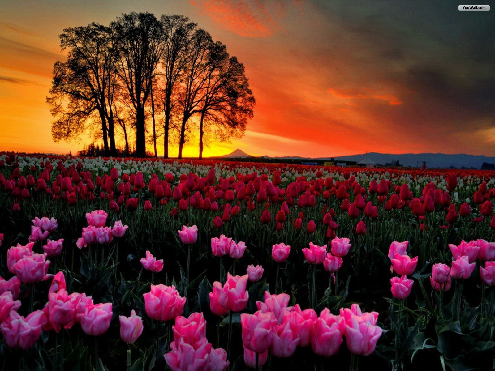 YouWall - Tulips at Sunset Wallpaper - wallpaper,wallpapers,free ...
