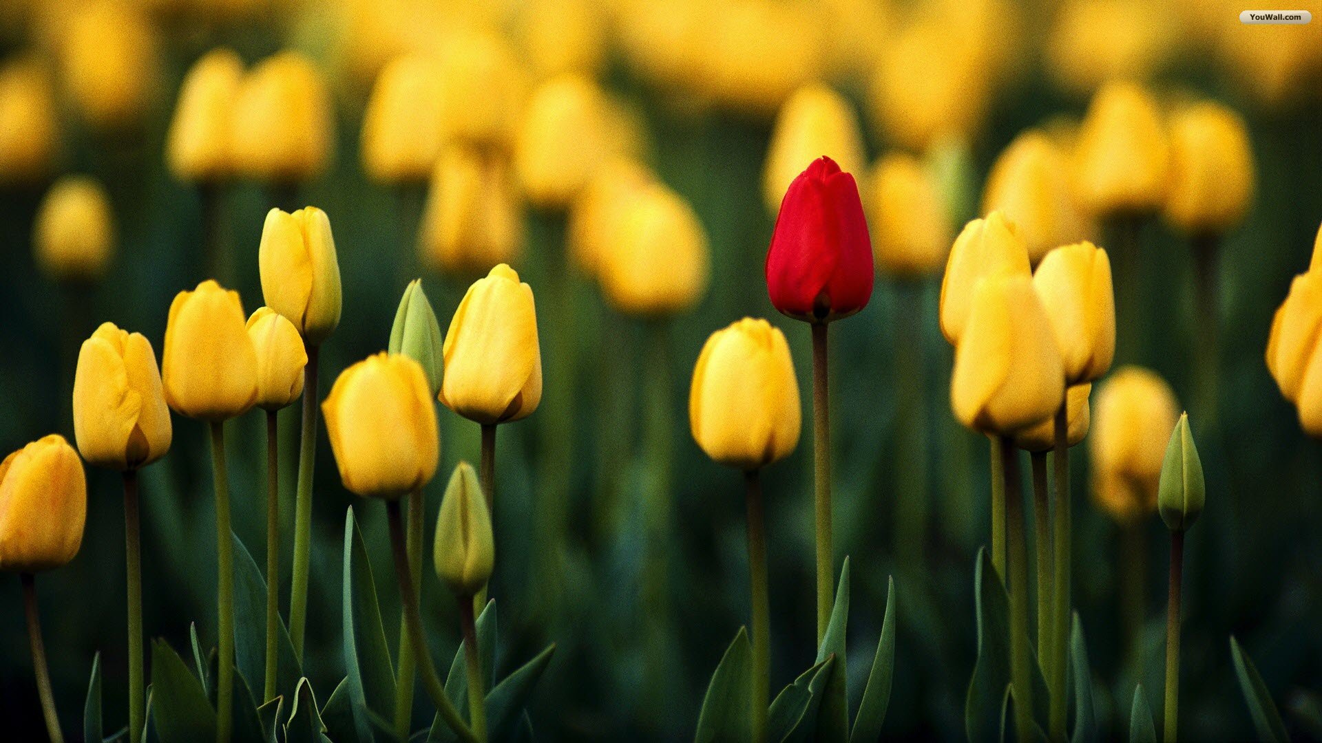 High Resolution Beautiful Flower Tulip Desktop Wallpaper HD 3 Full ...