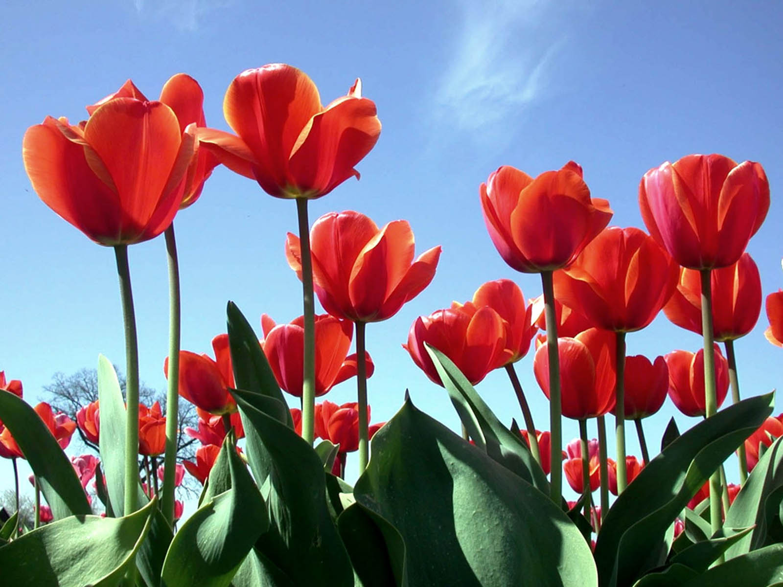 wallpapers: Red Tulips Wallpapers